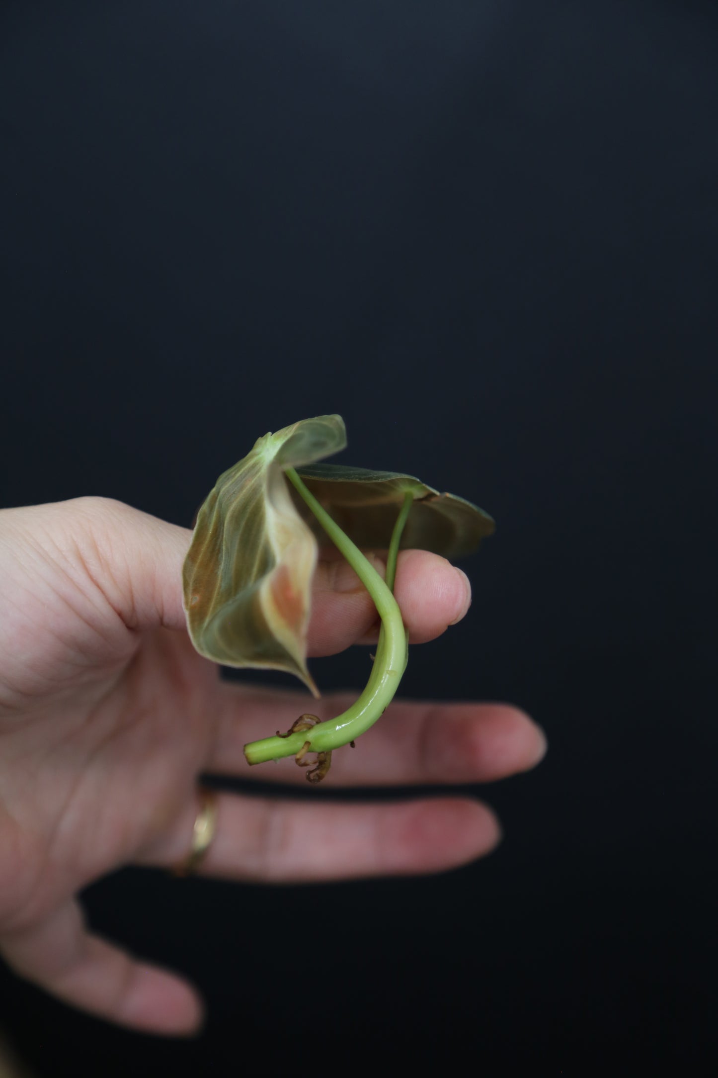 Super Rare! Philodendron Melanochrysum Variegated Top Cutting -001