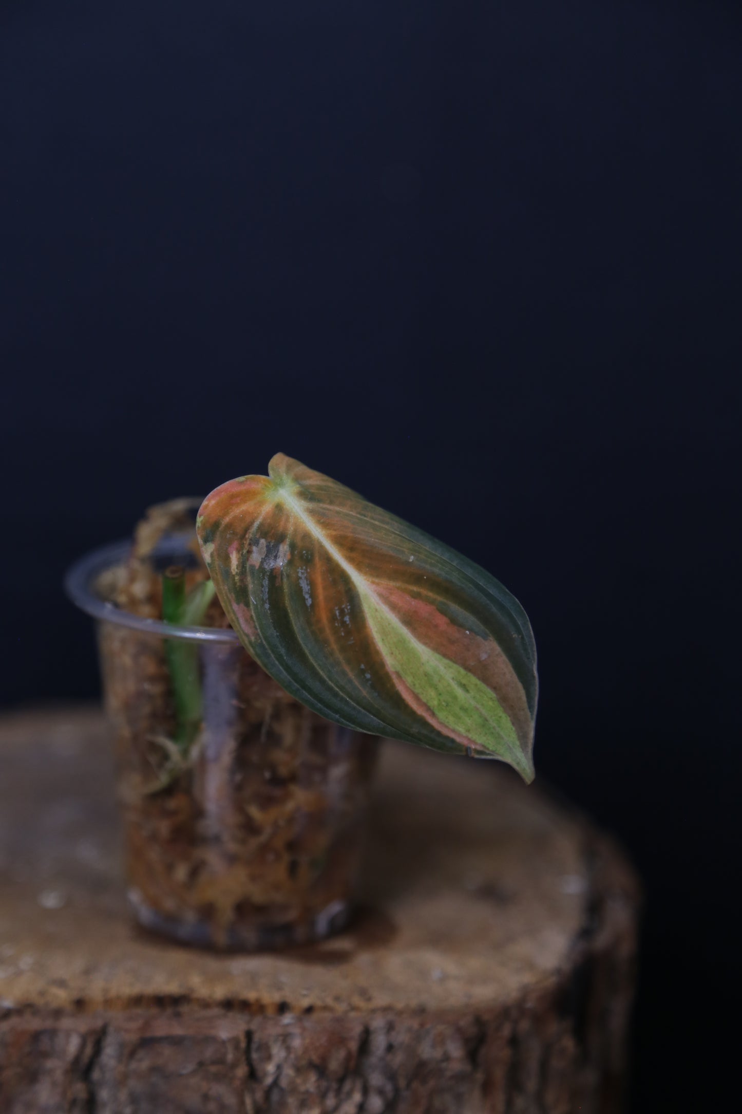 Super Rare! Philodendron Melanochrysum Variegated One Leaf Cutting -002