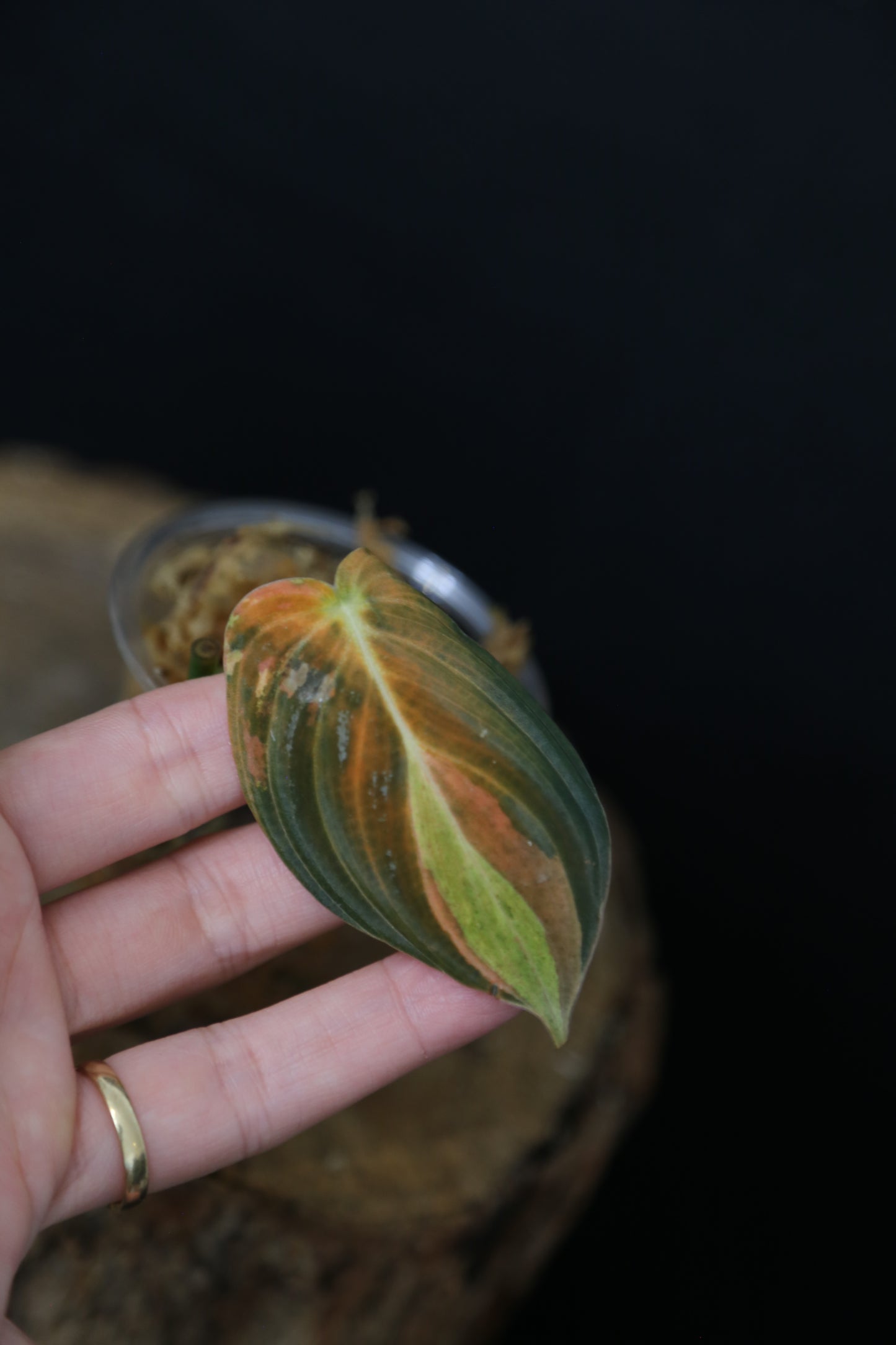 Super Rare! Philodendron Melanochrysum Variegated One Leaf Cutting -002