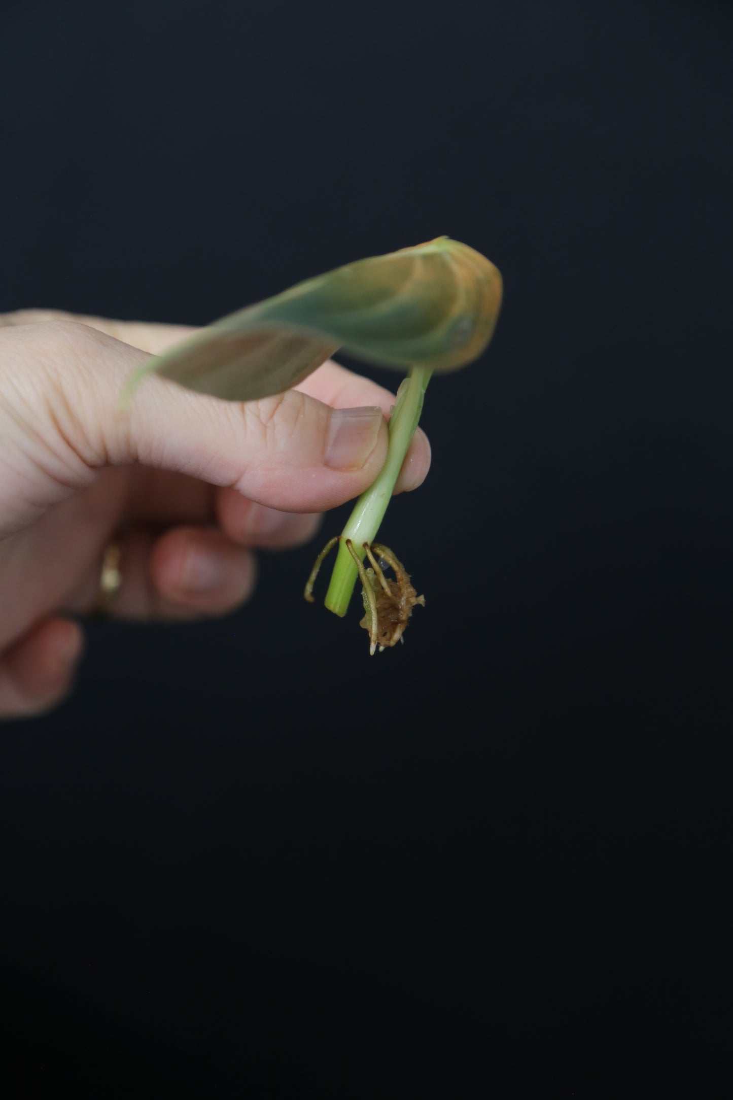 Super Rare! Philodendron Melanochrysum Variegated One Leaf Cutting -002