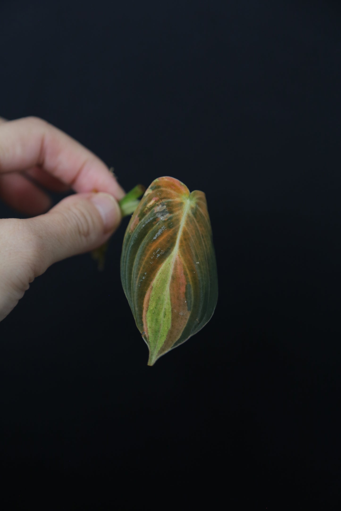 Super Rare! Philodendron Melanochrysum Variegated One Leaf Cutting -002