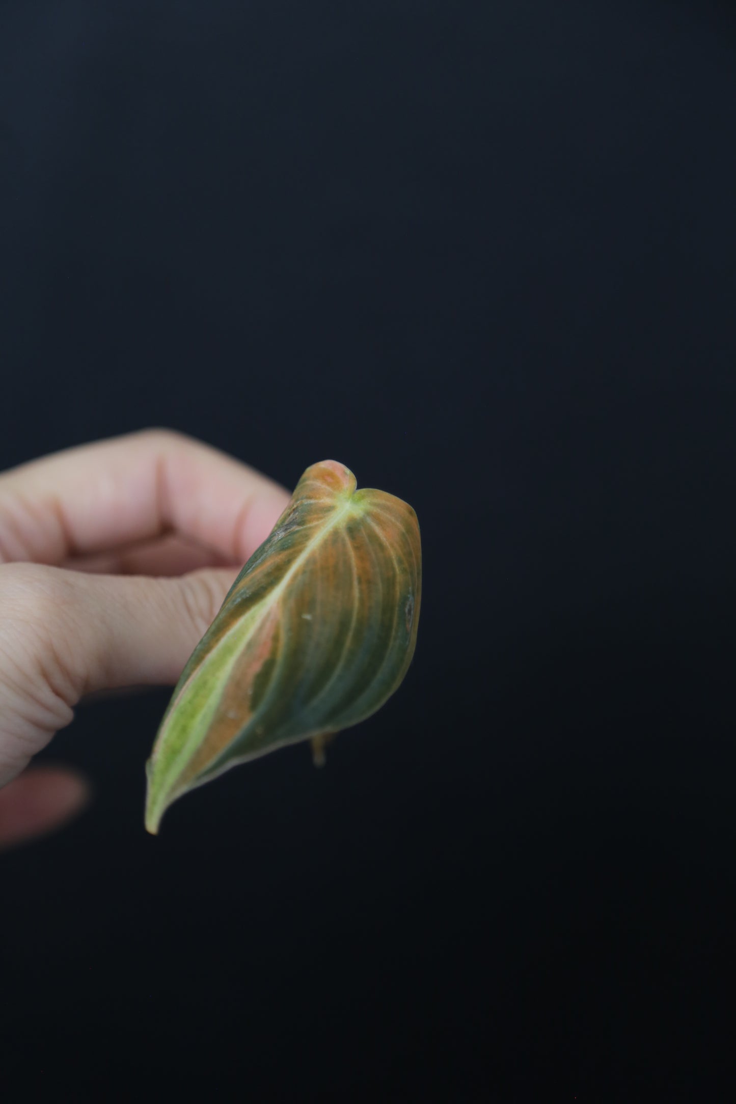 Super Rare! Philodendron Melanochrysum Variegated One Leaf Cutting -002
