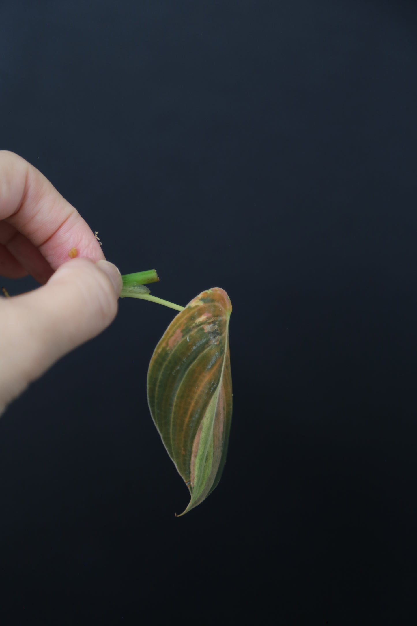 Super Rare! Philodendron Melanochrysum Variegated One Leaf Cutting -002