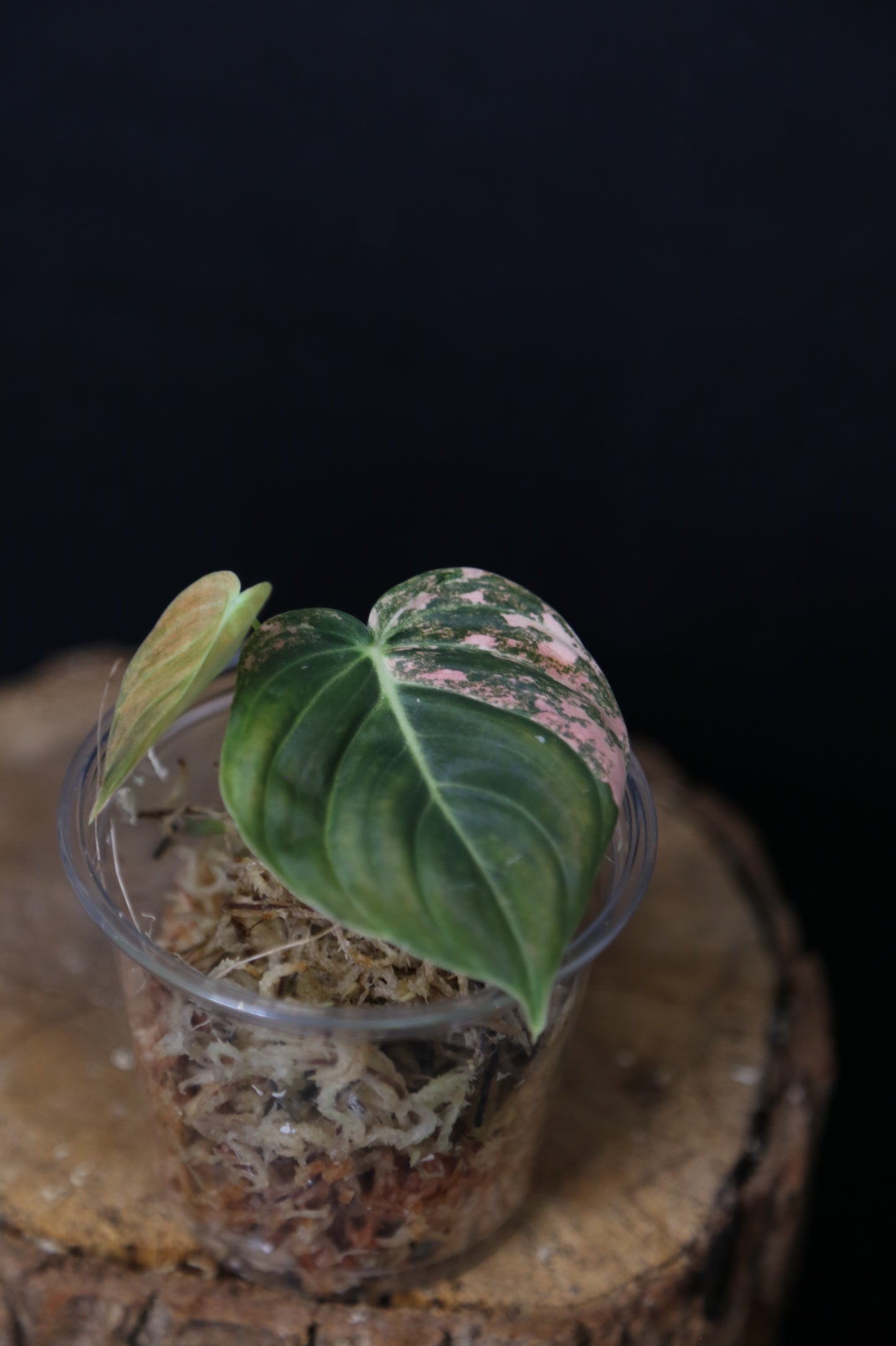 Super Rare! Philodendron Melanochrysum Variegated Orange One Leaf Cutting