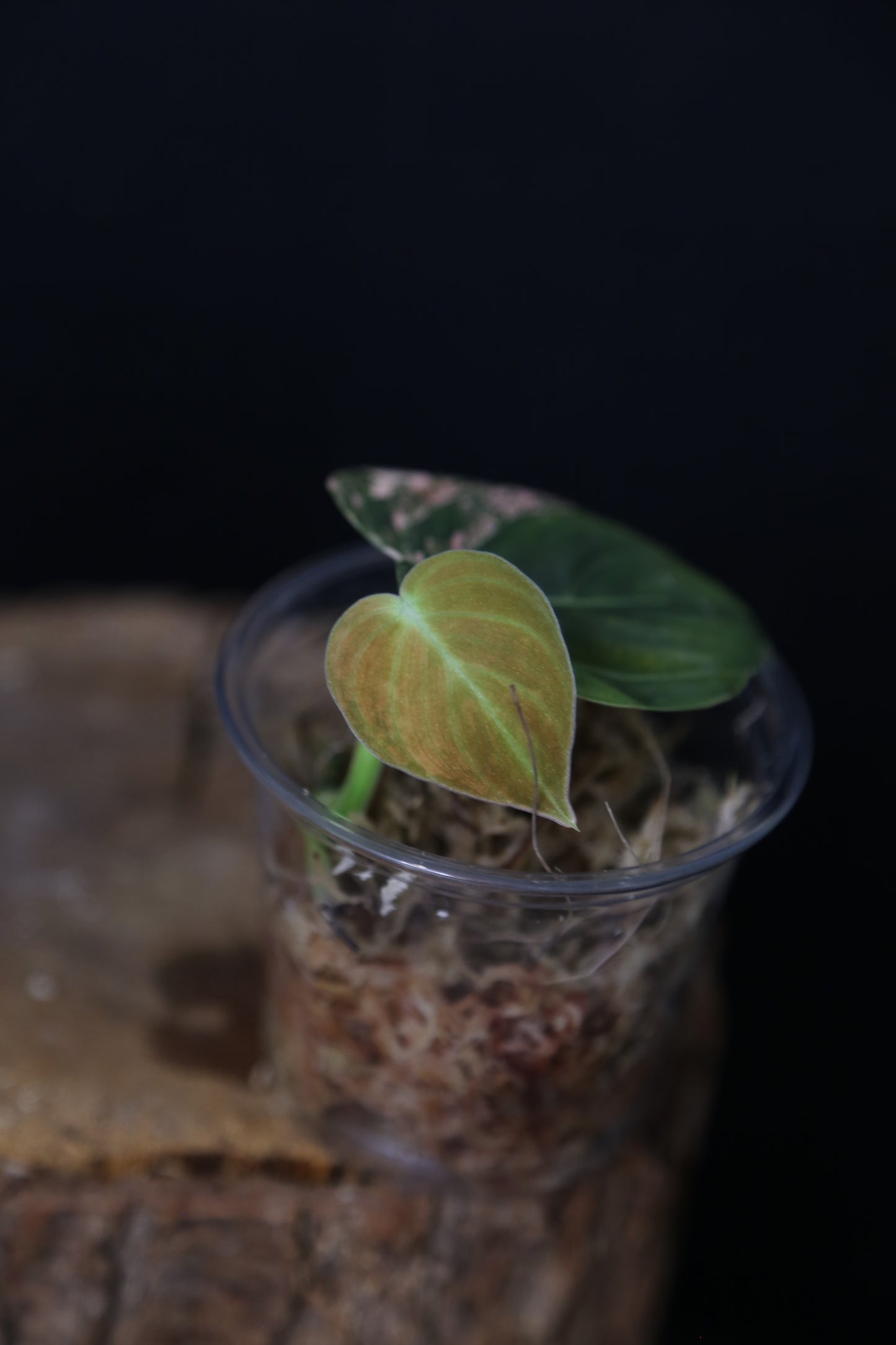 Super Rare! Philodendron Melanochrysum Variegated Orange One Leaf Cutting