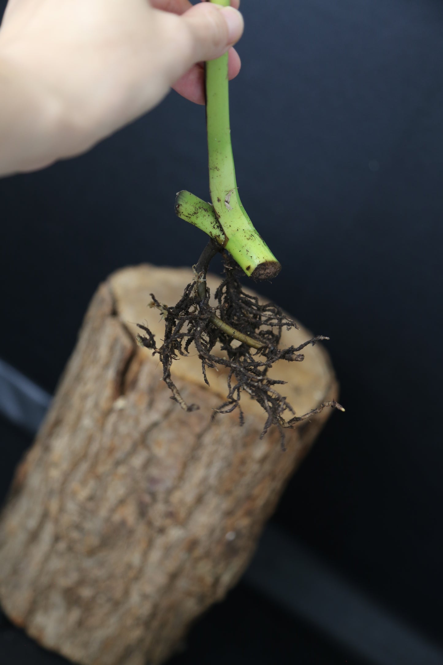 Second Chance! Monstera Yellow Aurea Variegated Rare Cutting MYV-012