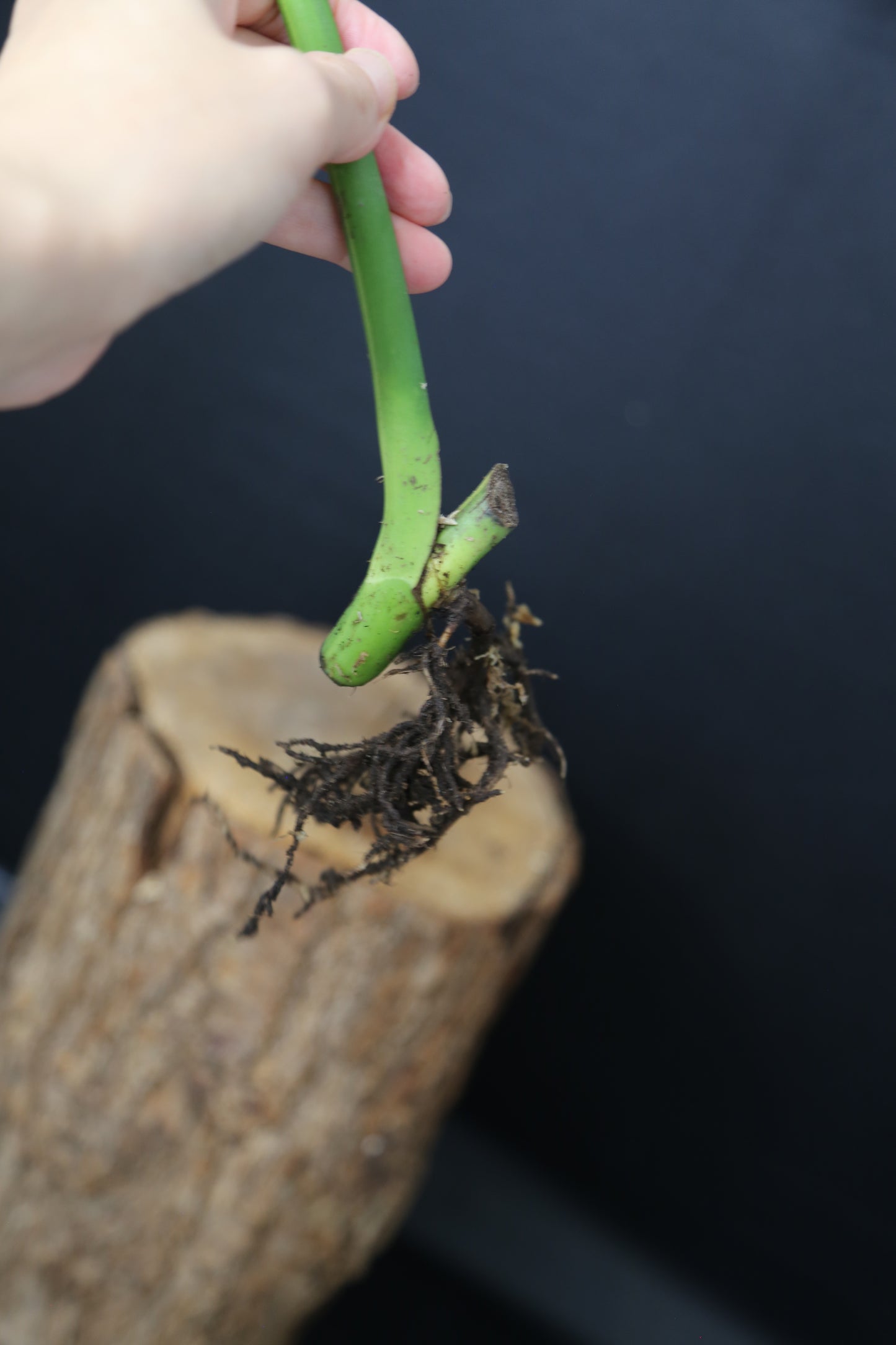 Second Chance! Monstera Yellow Aurea Variegated Rare Cutting MYV-012