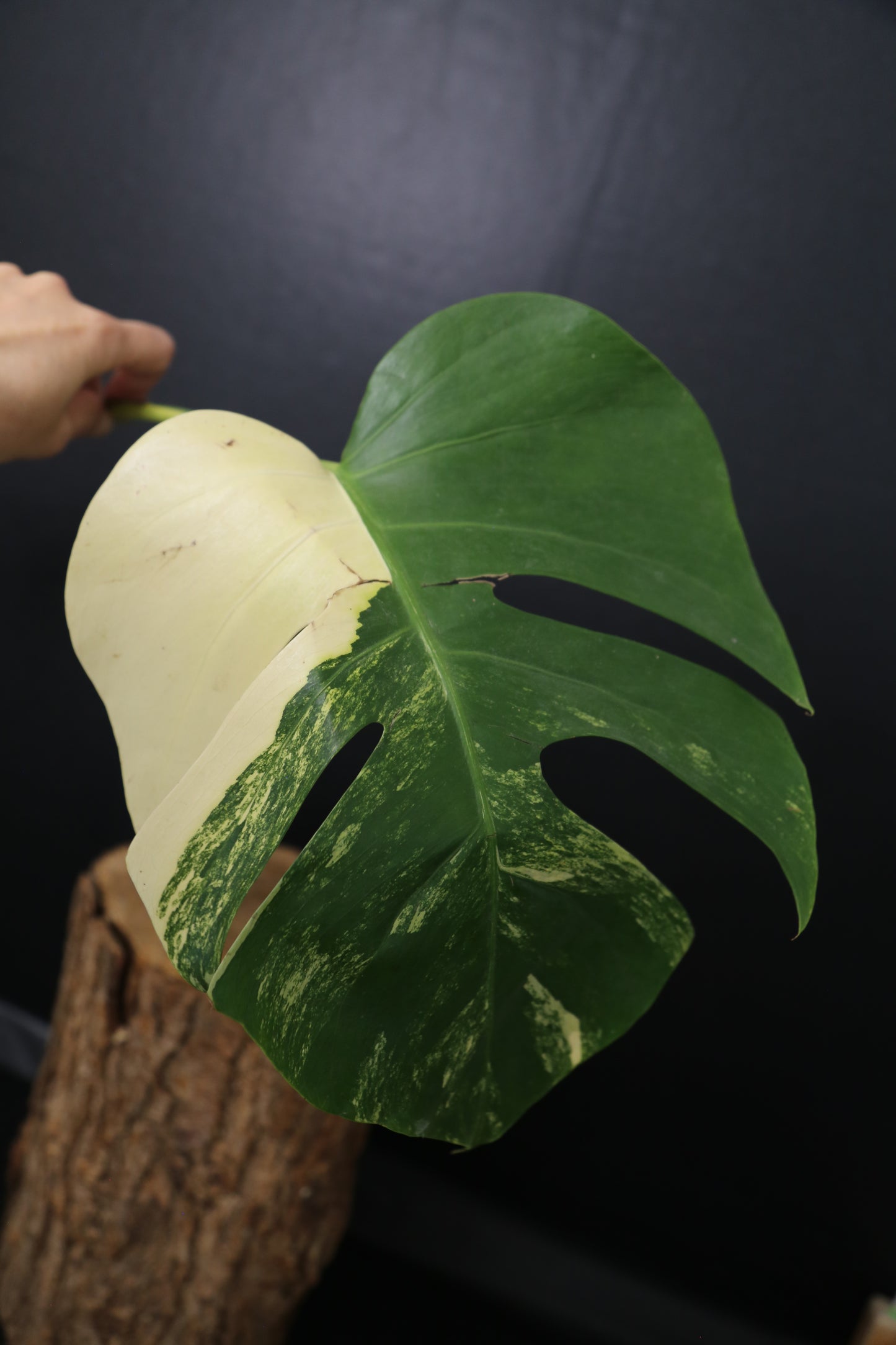 Second Chance! Monstera Yellow Aurea Variegated Rare Cutting MYV-012