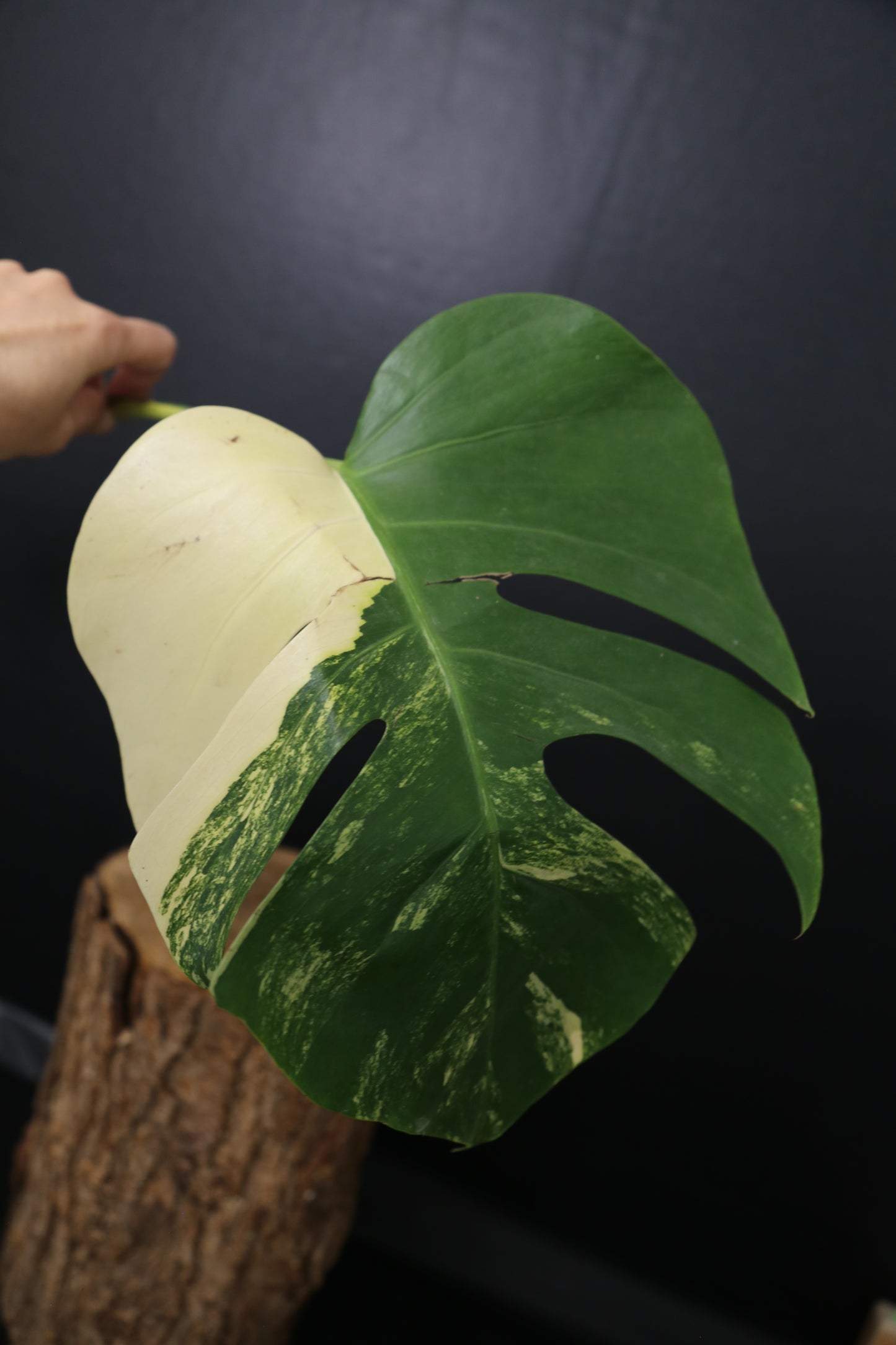 Second Chance! Monstera Yellow Aurea Variegated Rare Cutting MYV-012