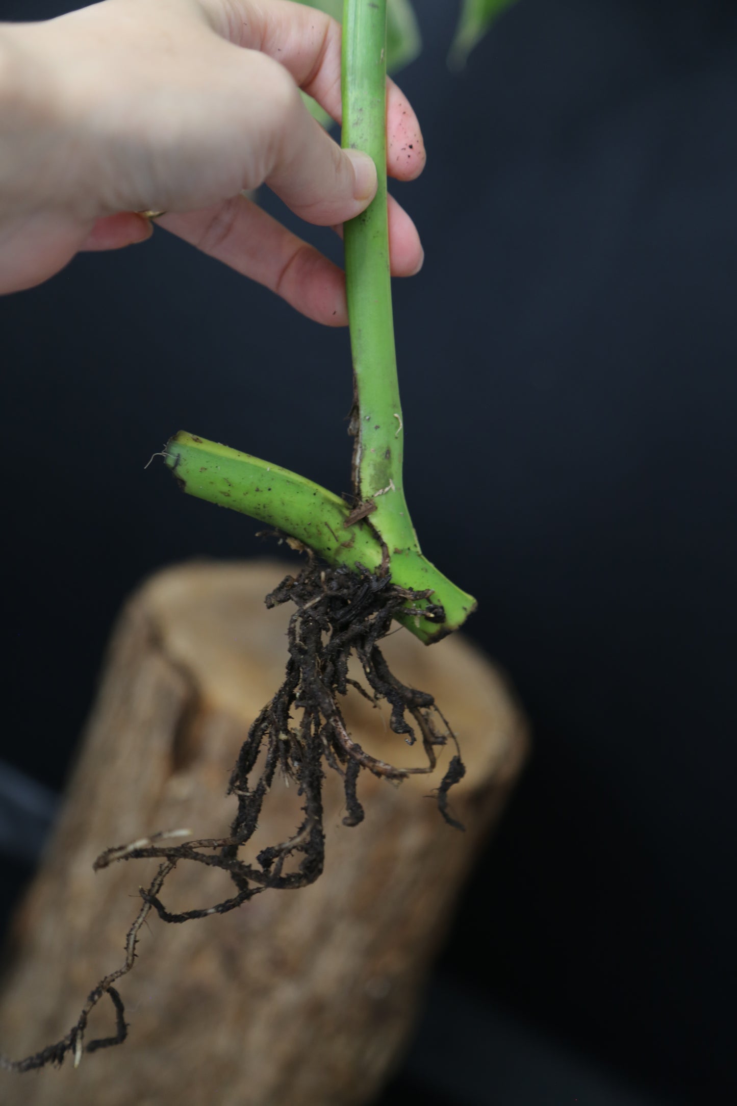 Second Chance! Monstera Yellow Aurea Variegated Rare Cutting MYV-013