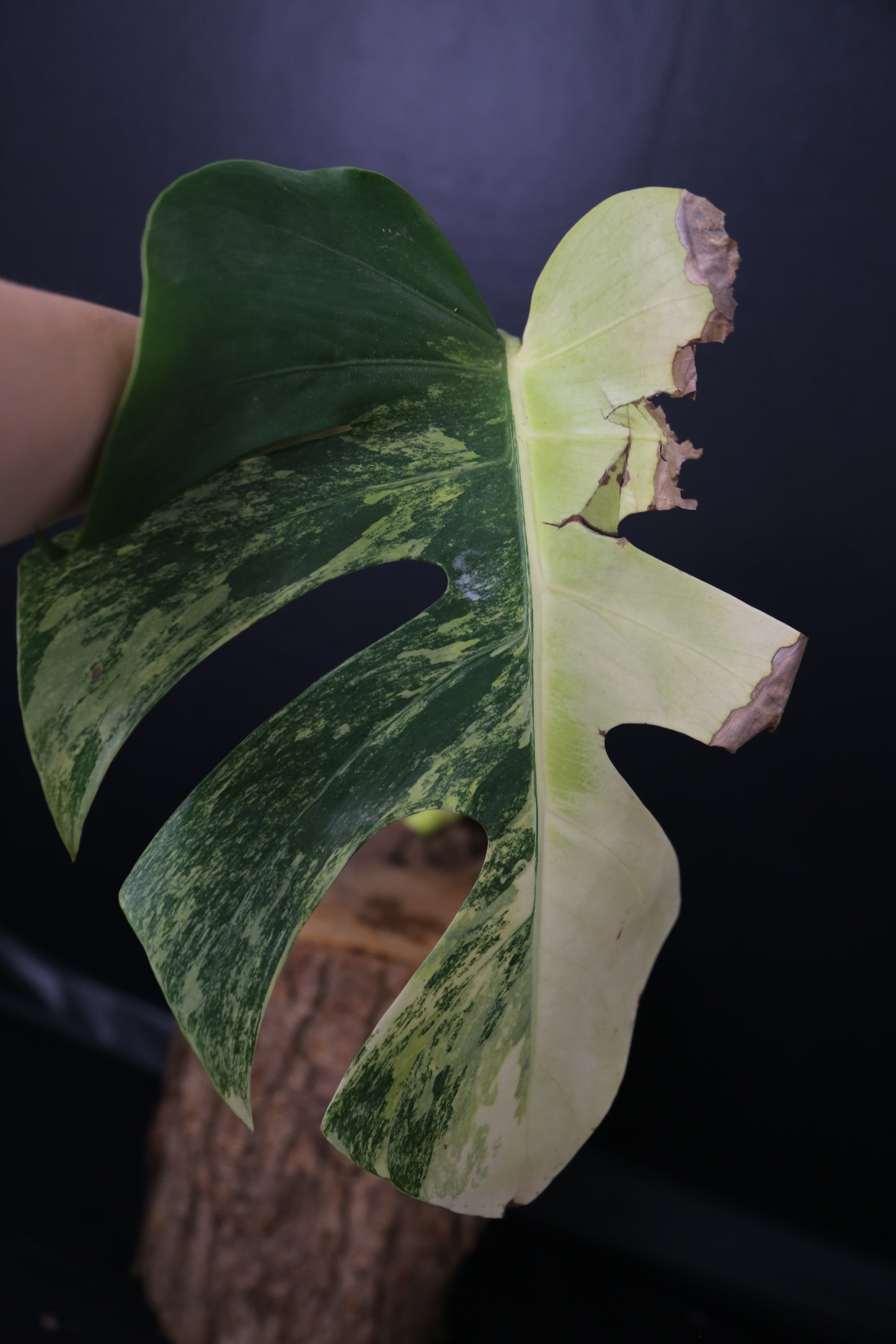 Second Chance! Monstera Yellow Aurea Variegated Rare Cutting MYV-013