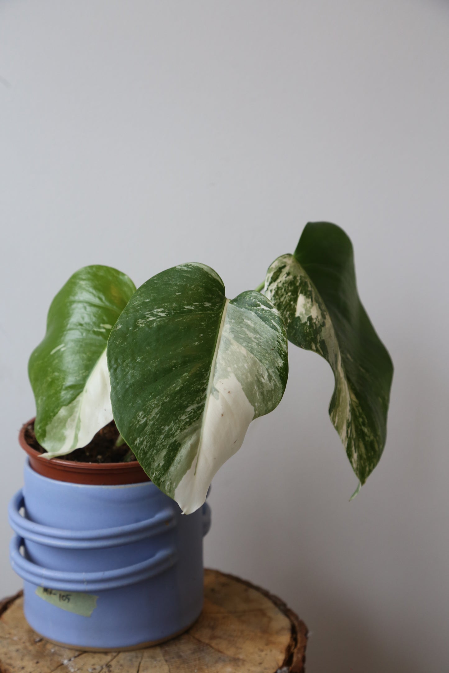 Monstera Variegated Potted MV-367