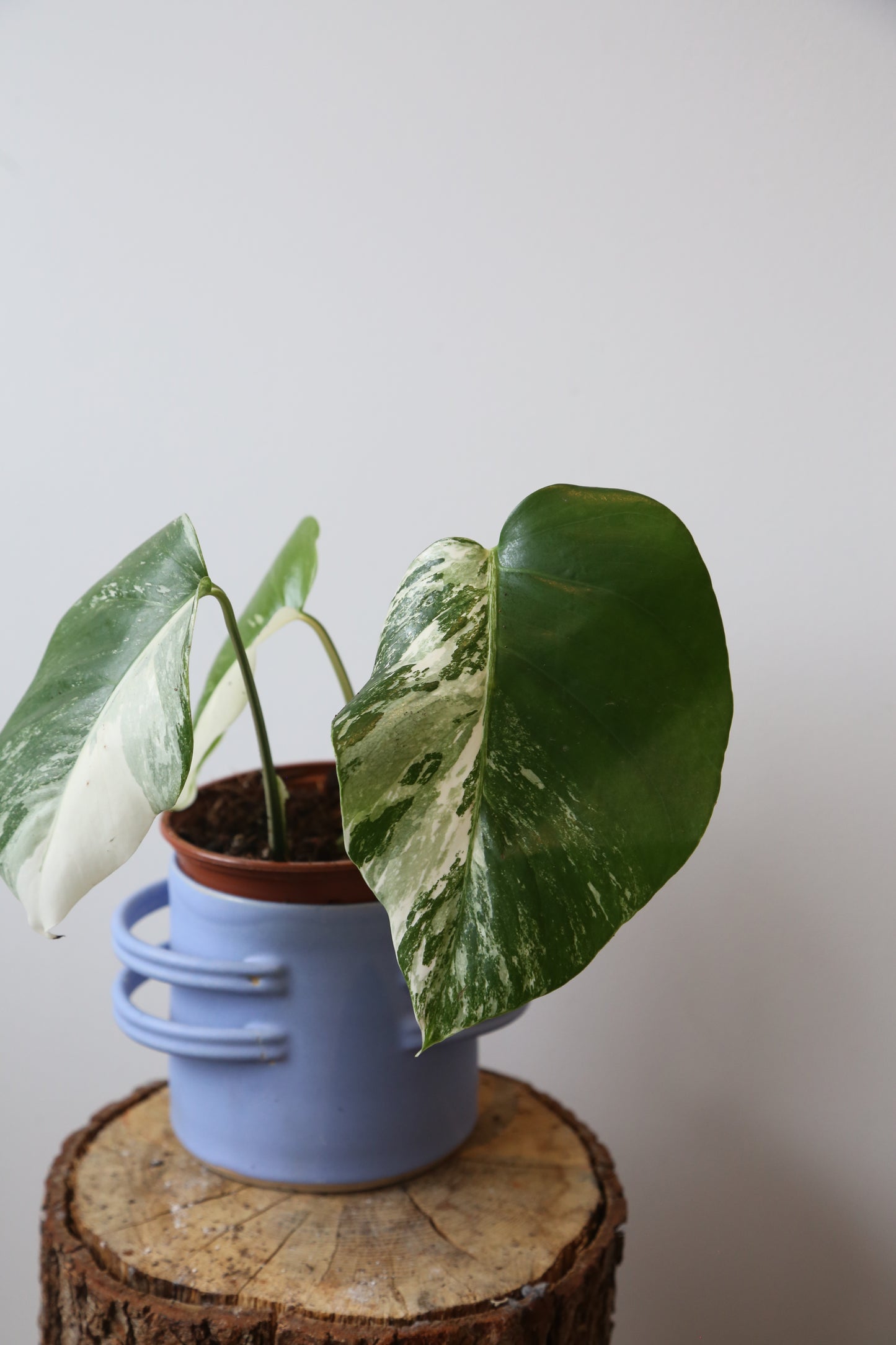 Monstera Variegated Potted MV-367