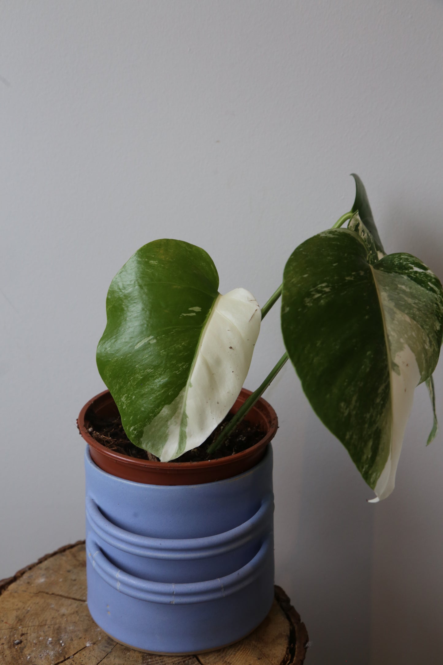Monstera Variegated Potted MV-367