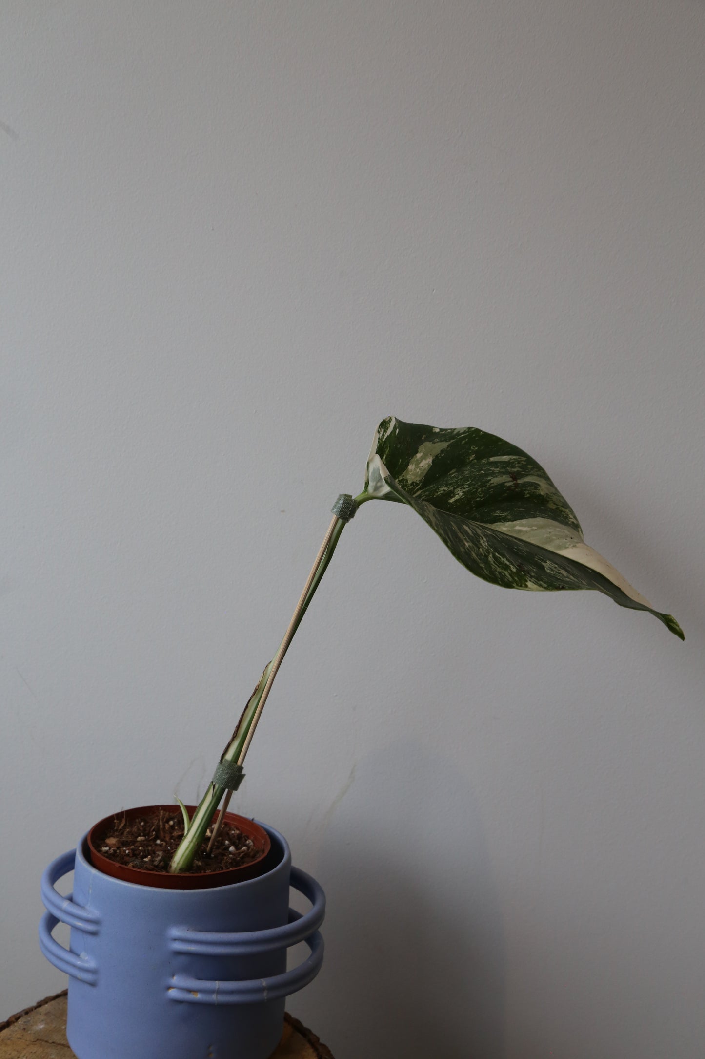 Monstera Variegated Potted MV-365