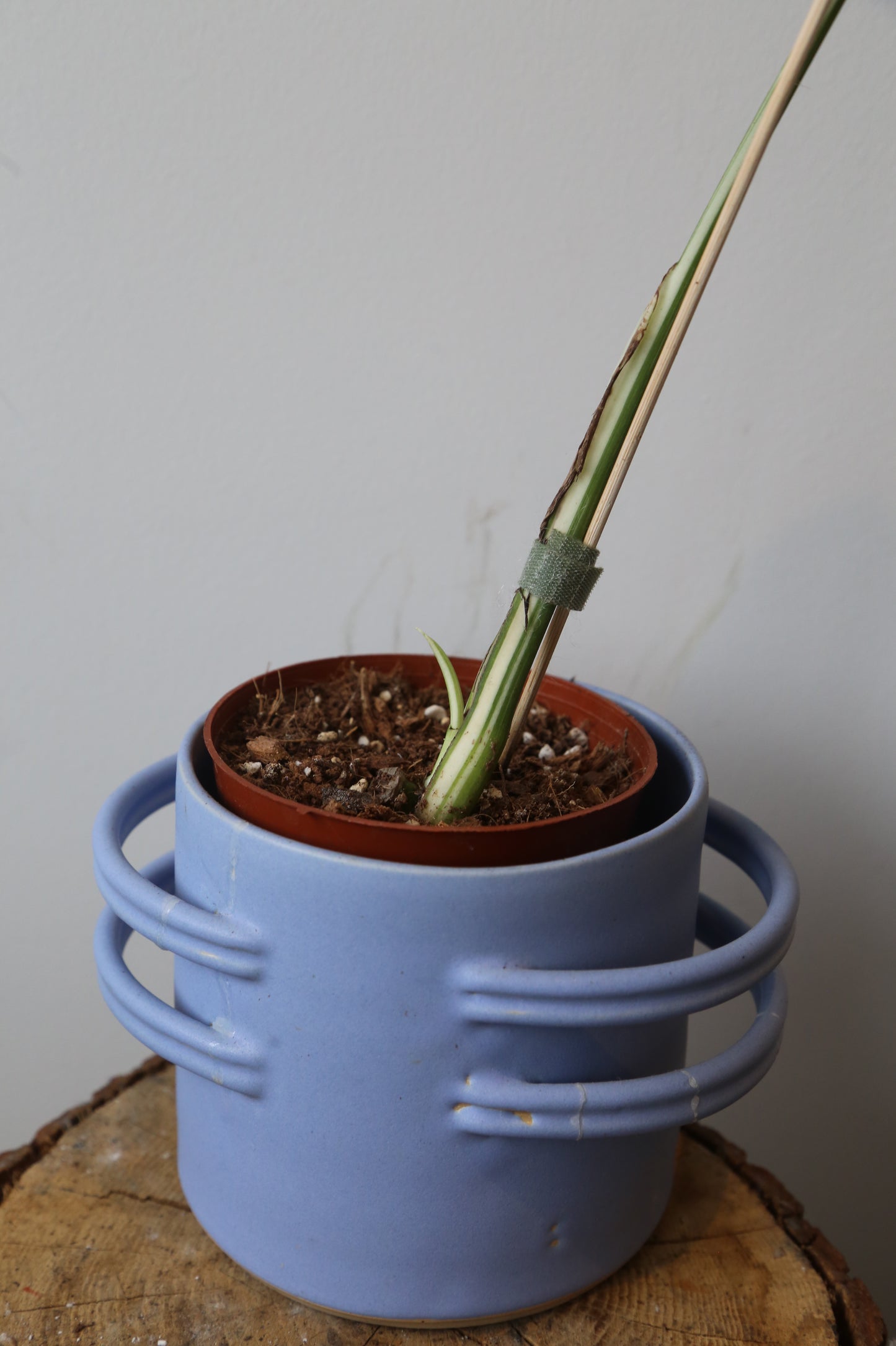 Monstera Variegated Potted MV-365