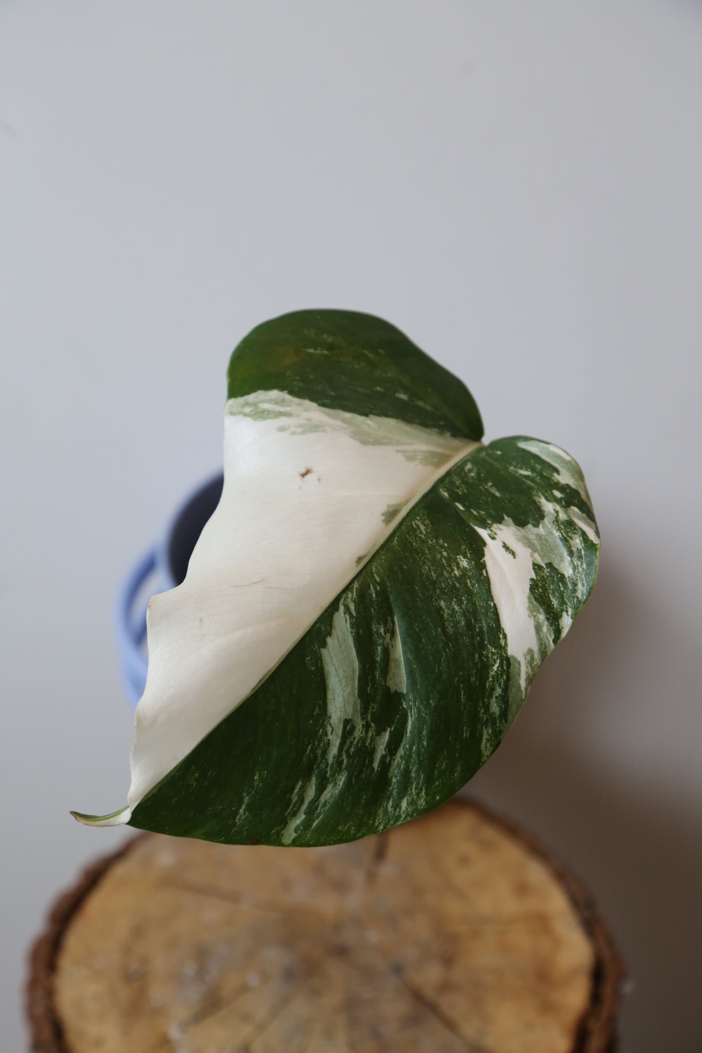 Monstera Variegated Potted MV-368