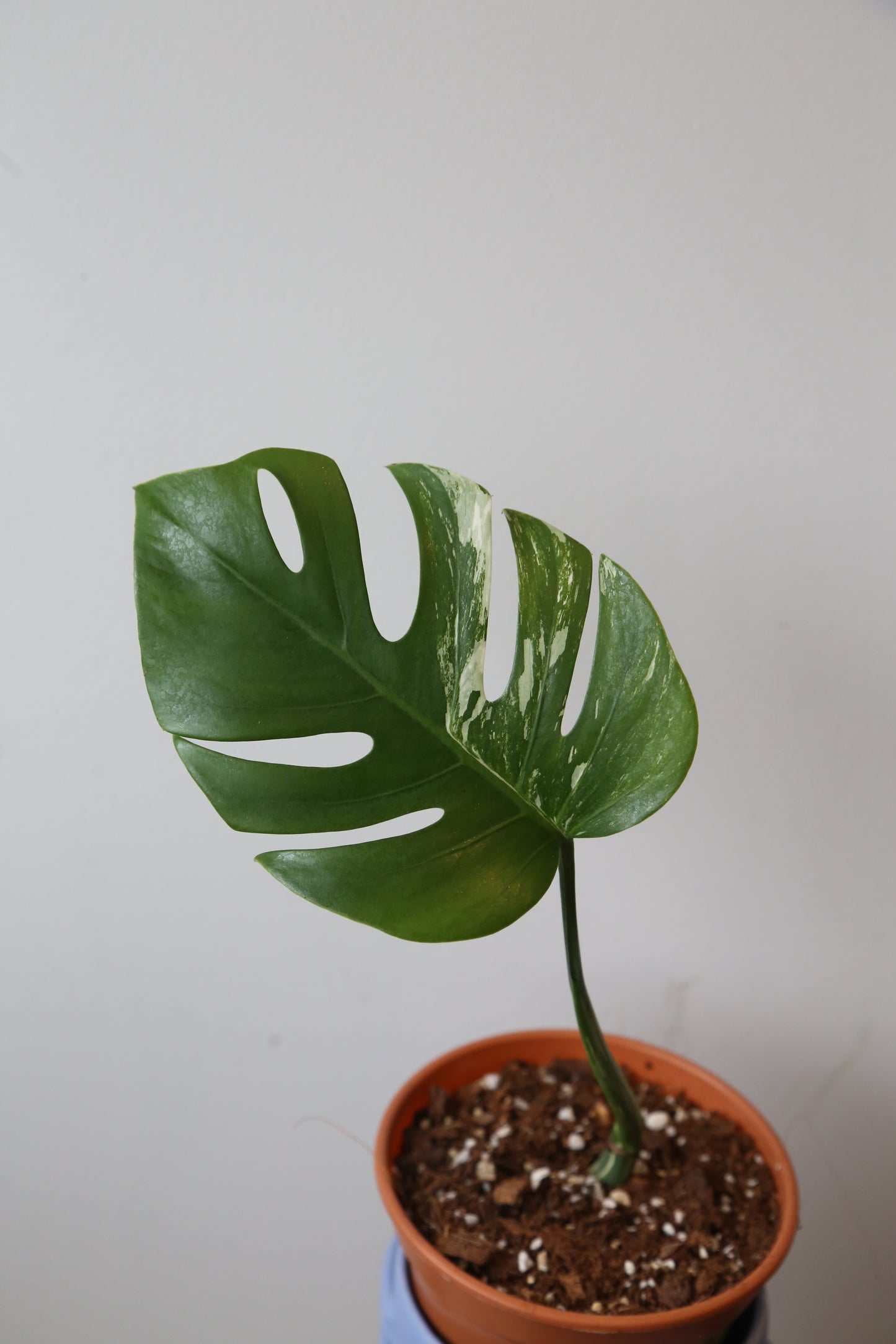 Monstera Variegated Potted MV-369