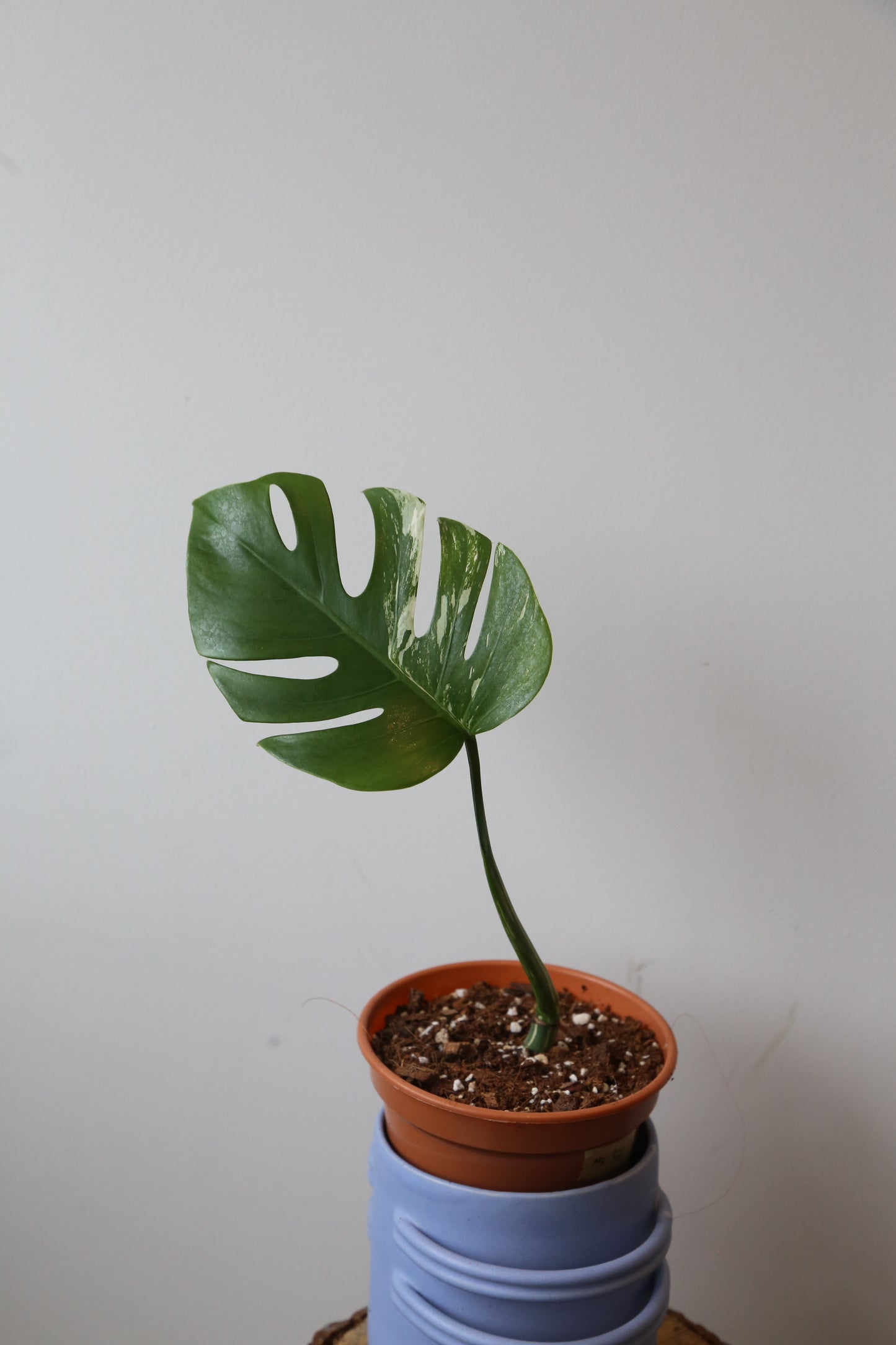 Monstera Variegated Potted MV-369