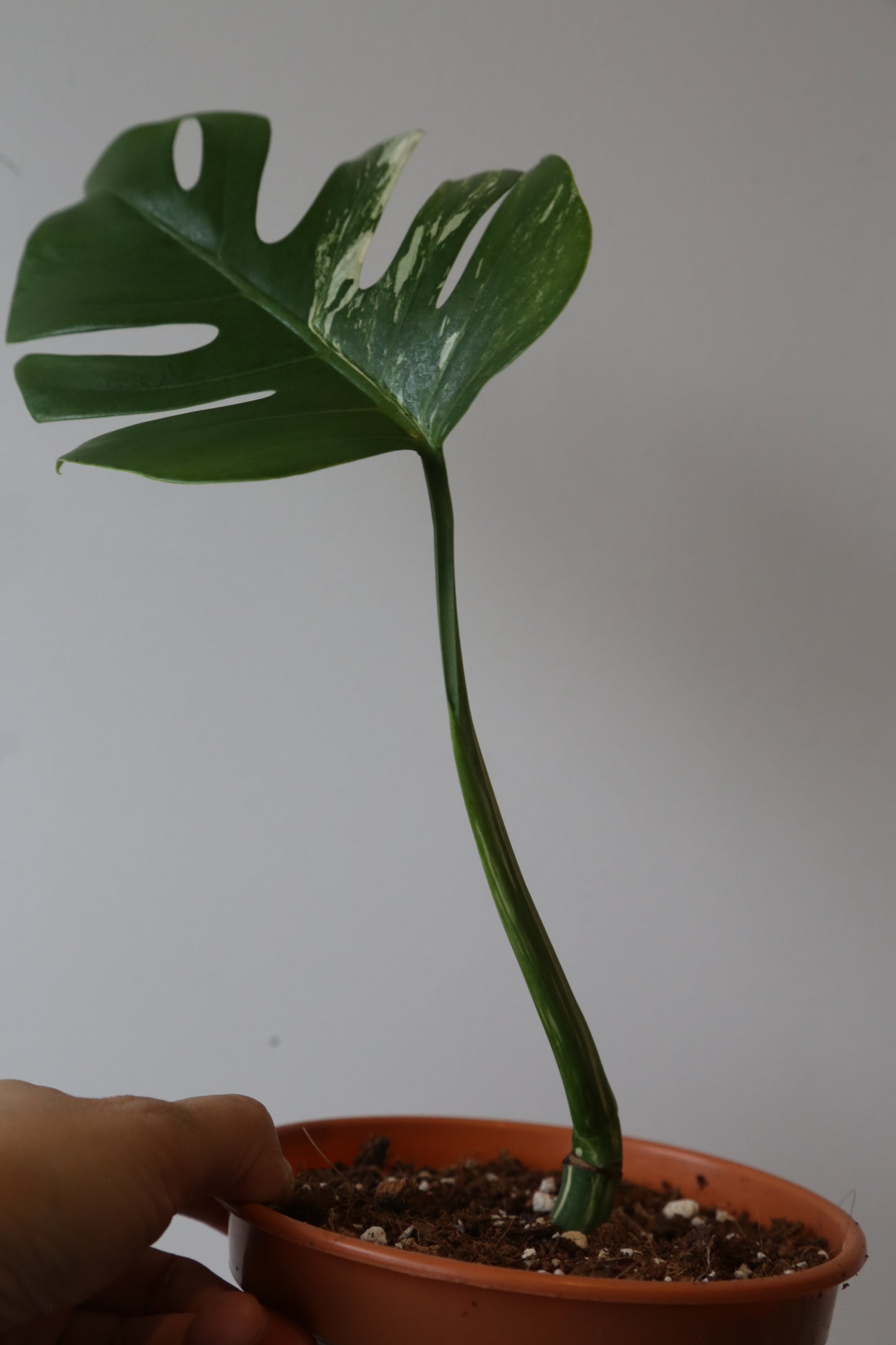 Monstera Variegated Potted MV-369