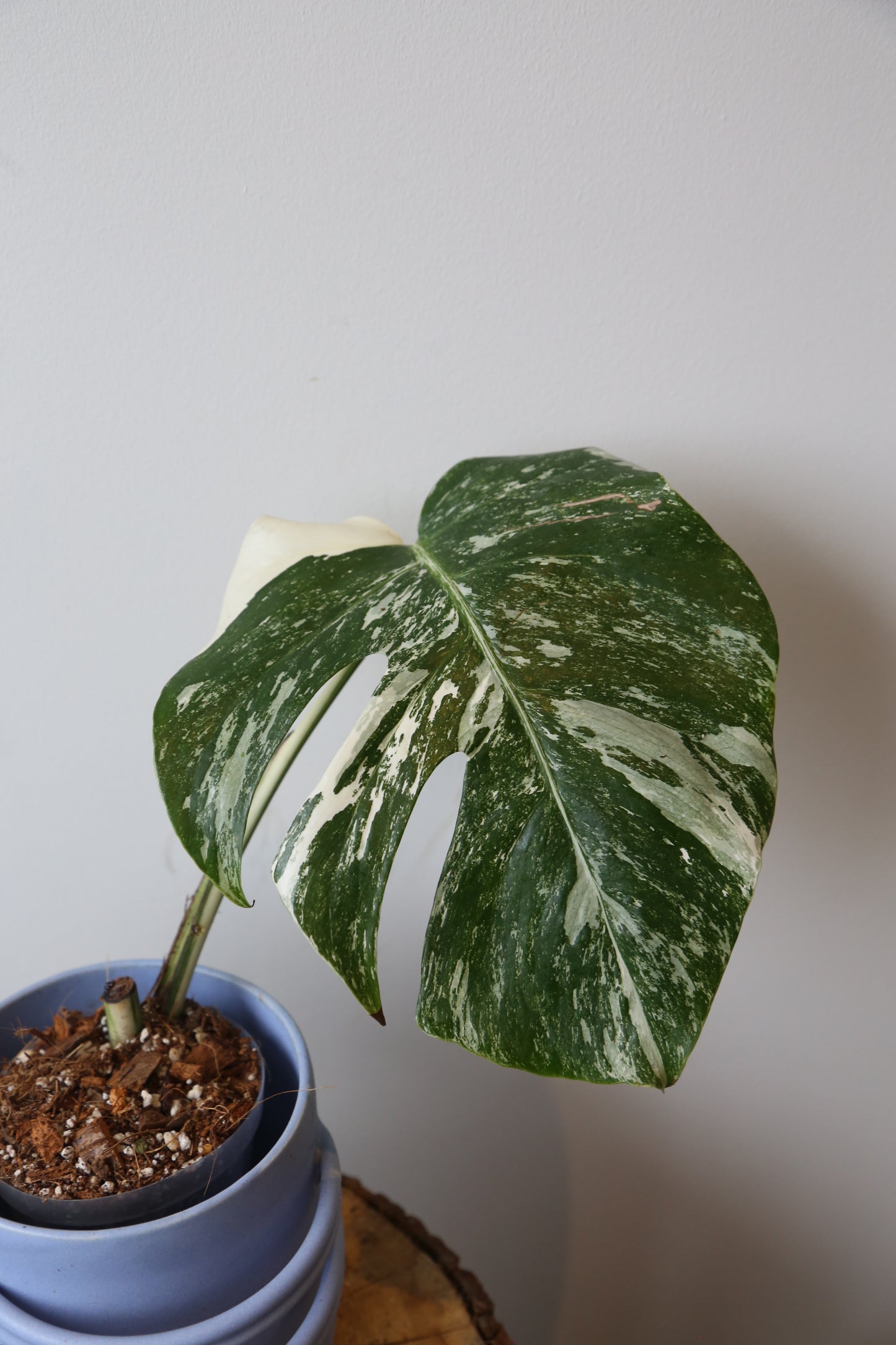 Monstera Variegated Potted MV-370