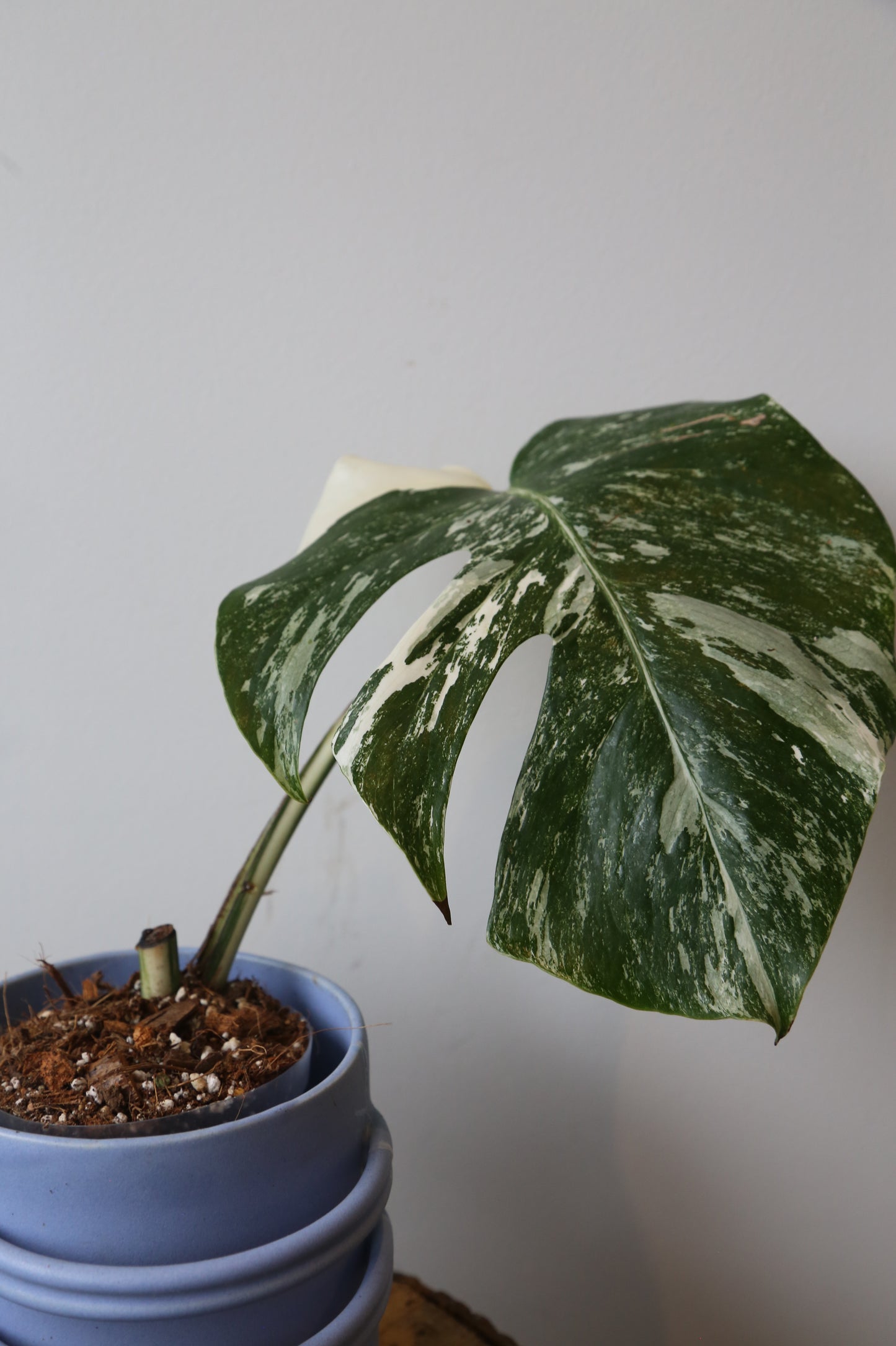 Monstera Variegated Potted MV-370