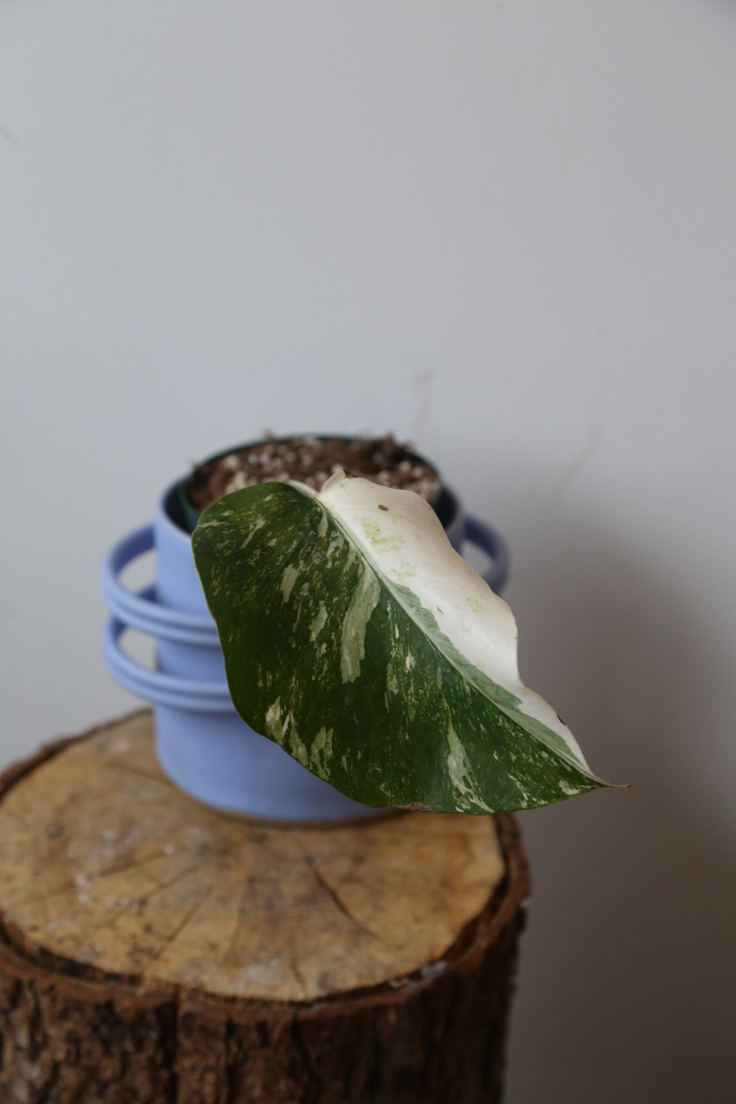 Monstera Variegated Potted MV-371
