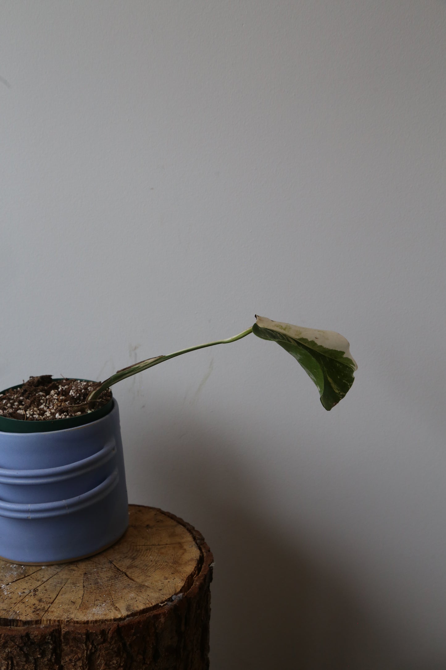 Monstera Variegated Potted MV-371