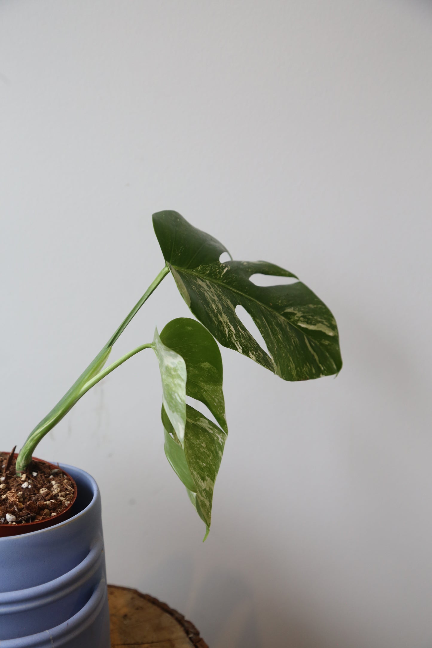 Monstera Variegated Potted MV-373