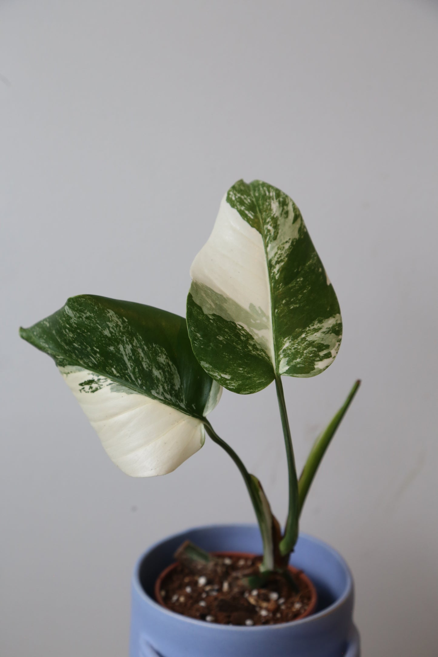 Monstera Variegated Potted MV-374