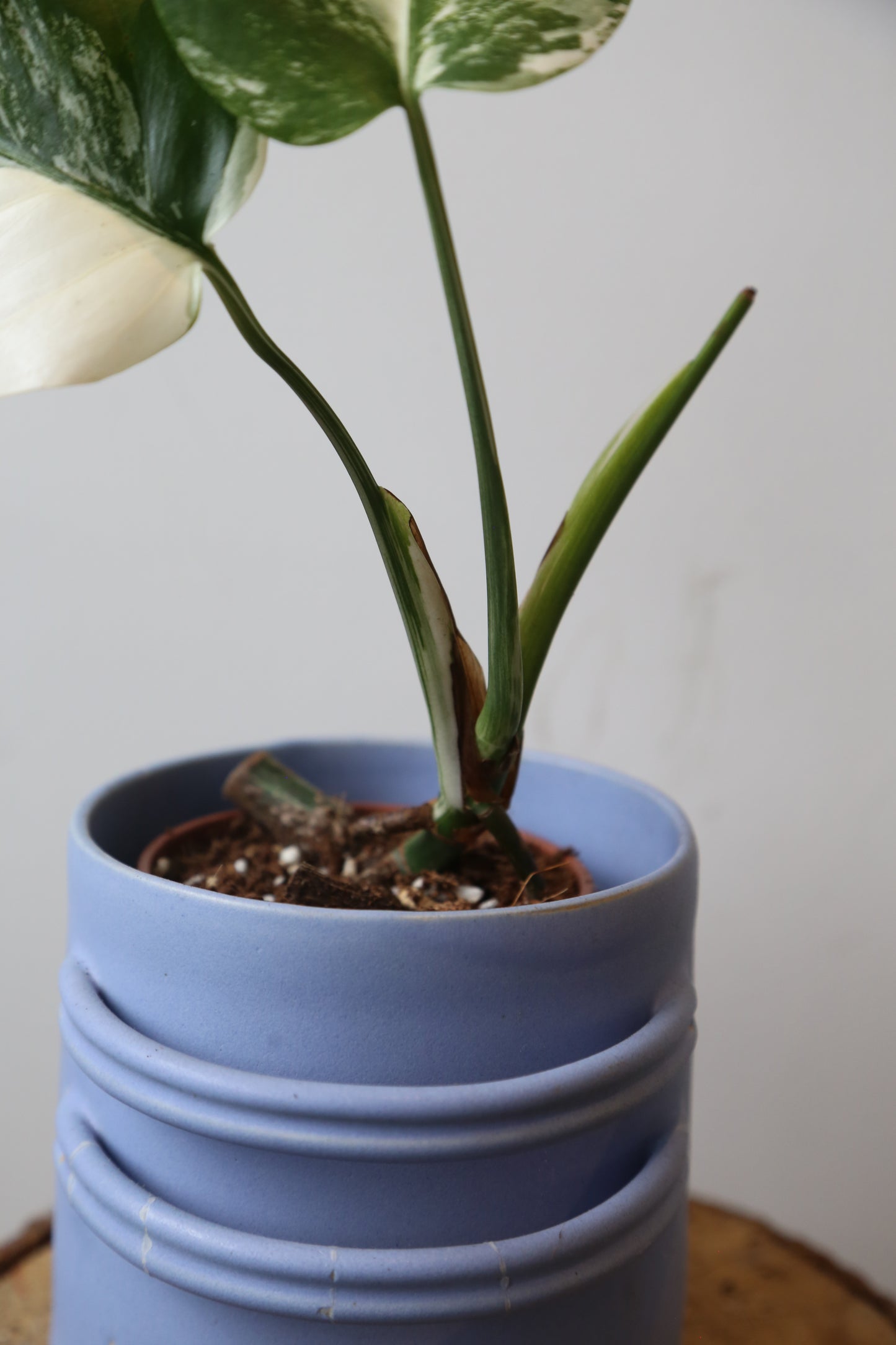 Monstera Variegated Potted MV-374