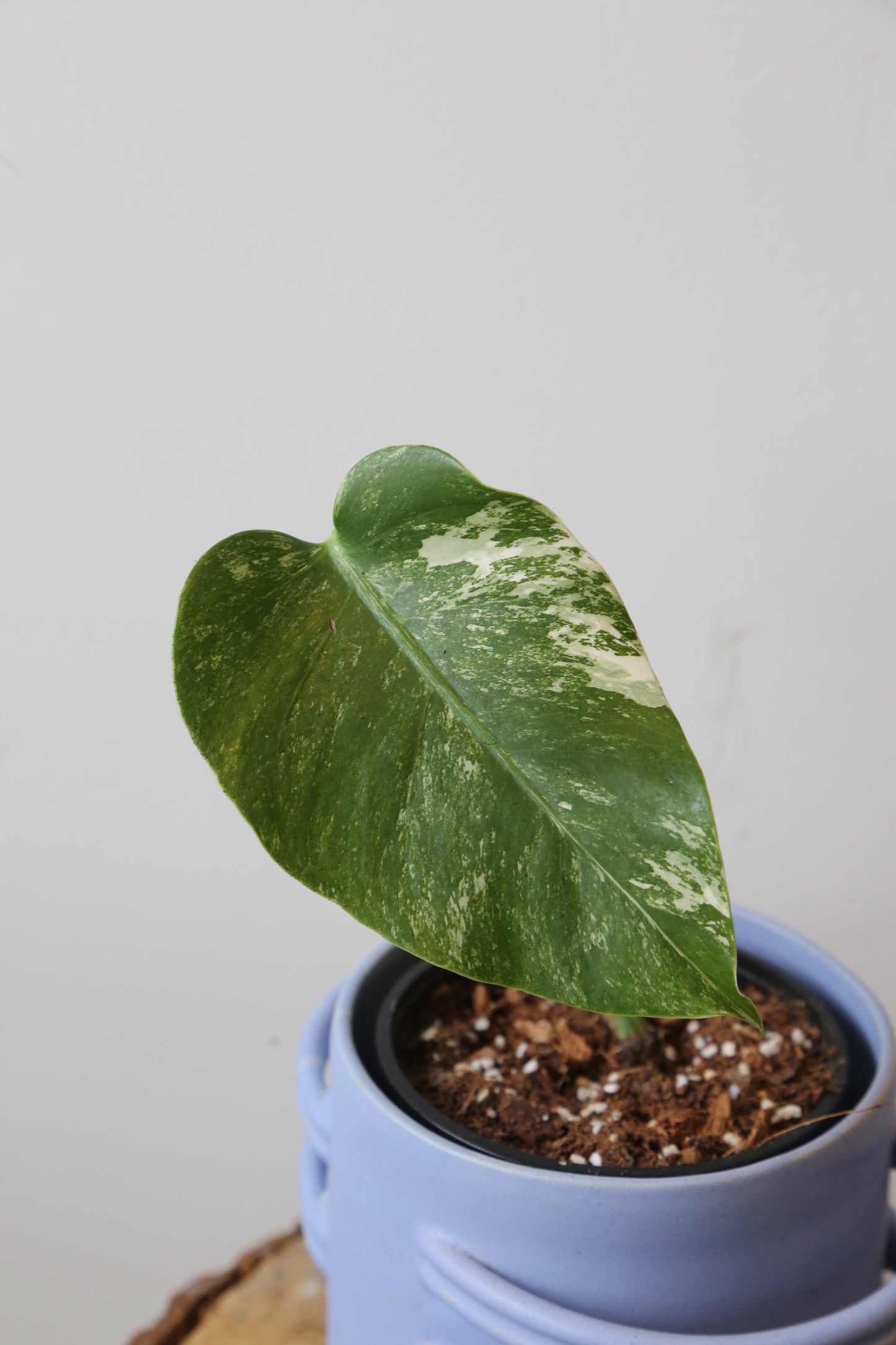 Monstera Variegated Potted MV-375
