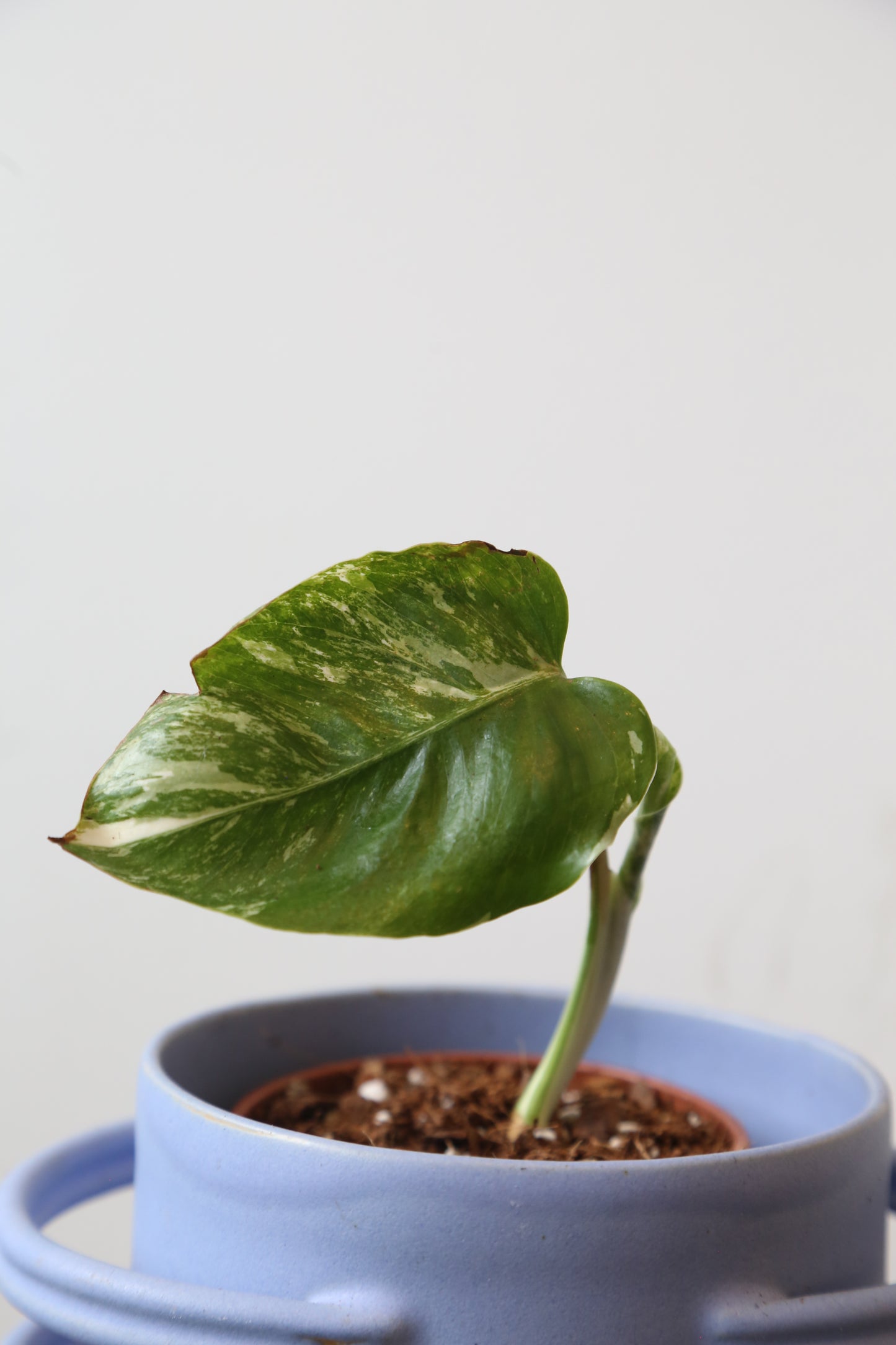 Monstera Variegated Potted MV-376