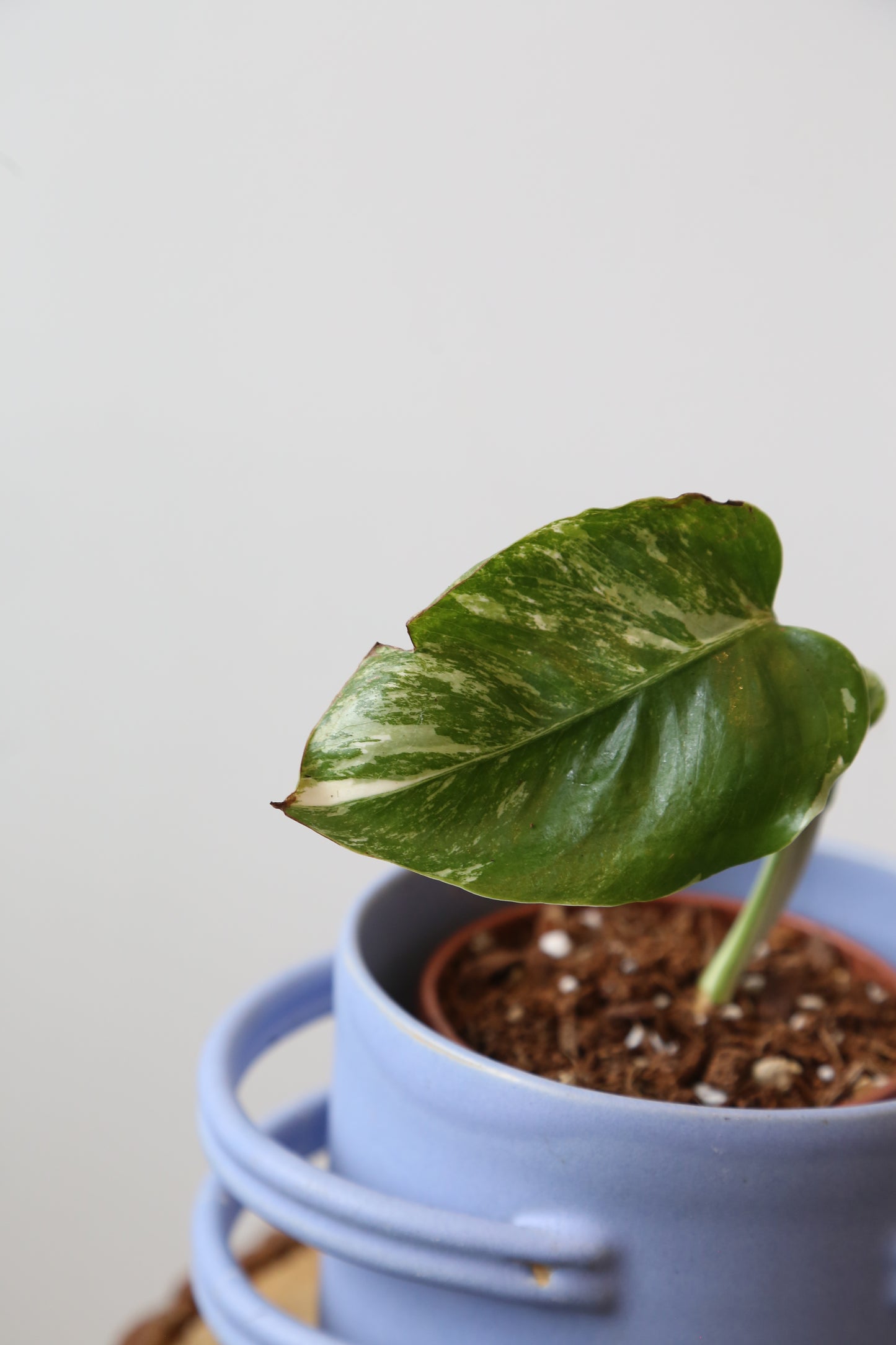 Monstera Variegated Potted MV-376
