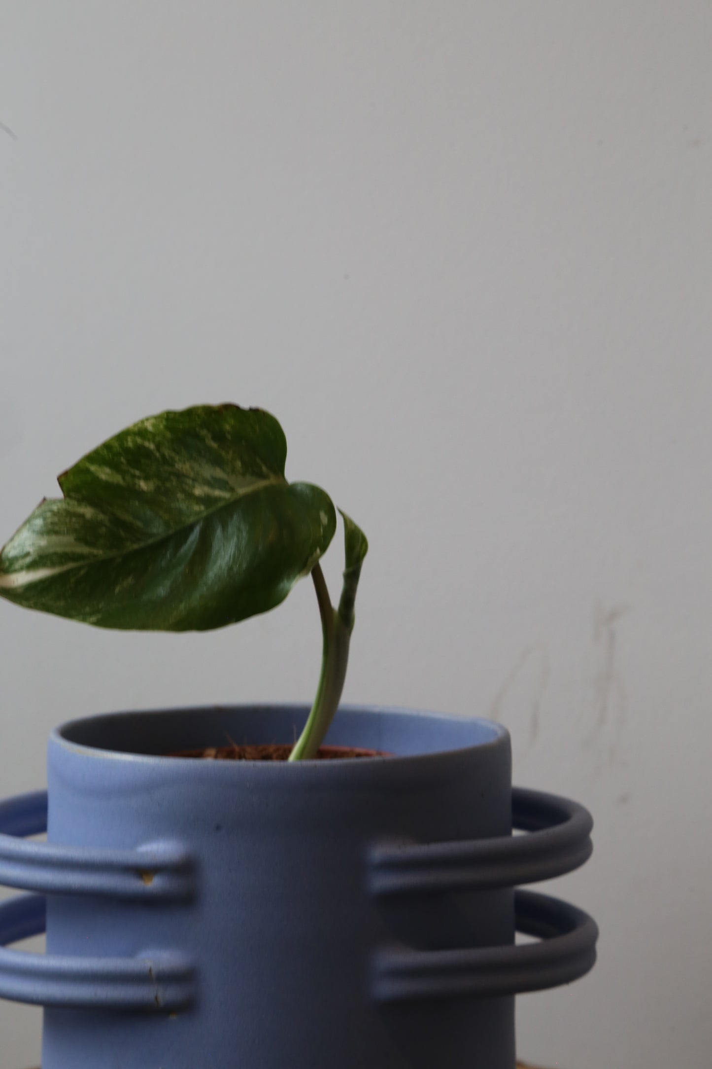 Monstera Variegated Potted MV-376