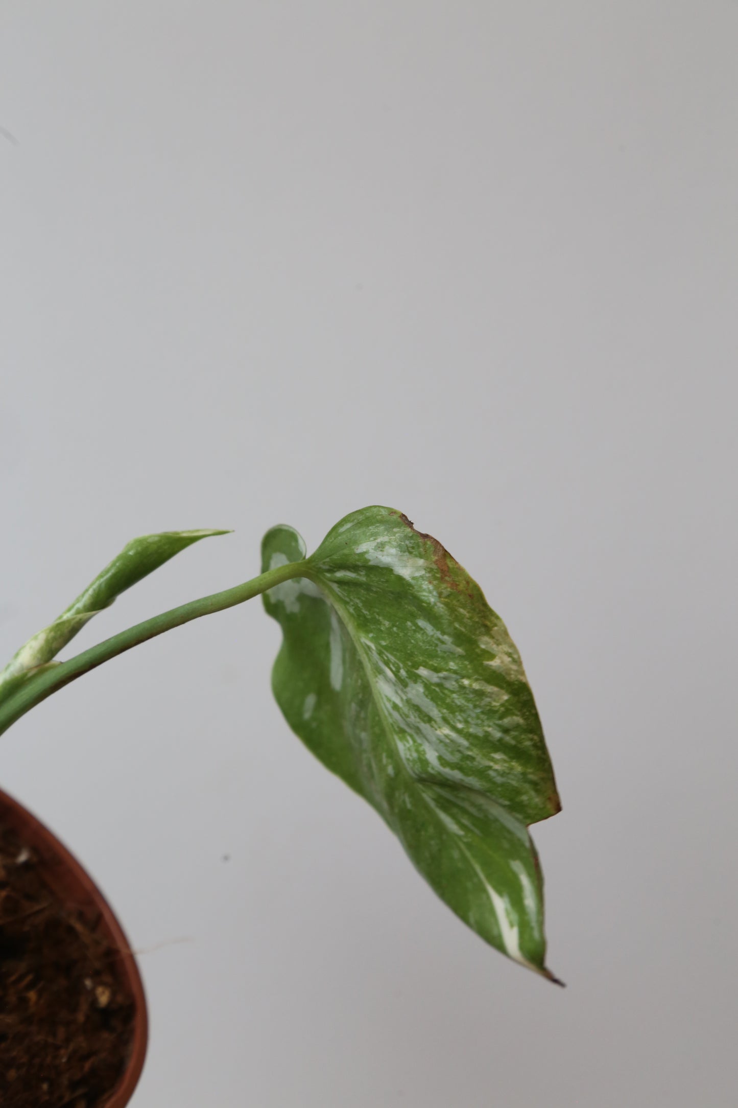 Monstera Variegated Potted MV-376