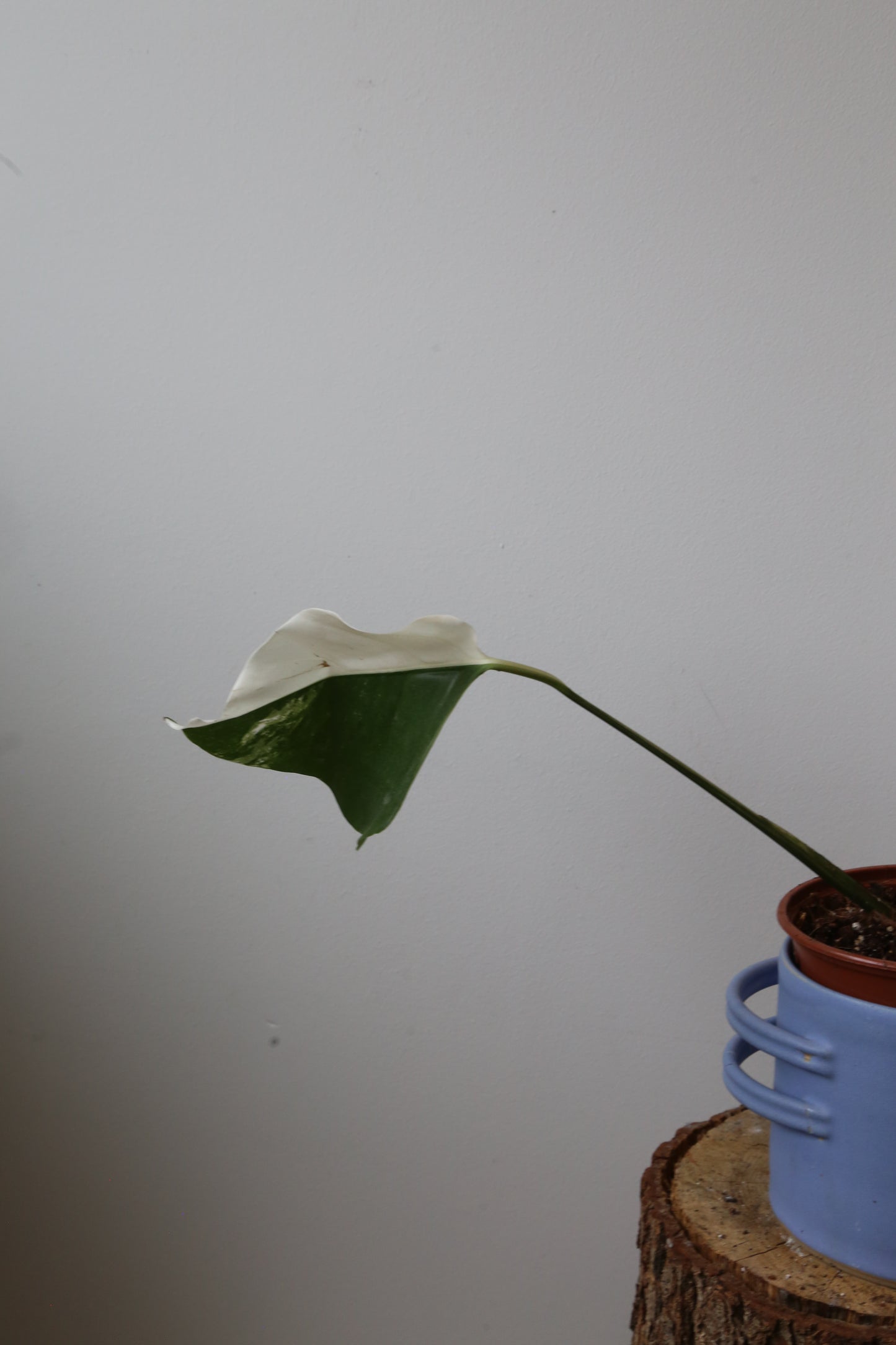 Rare! Monstera Variegated Half-Moon Potted MV-378