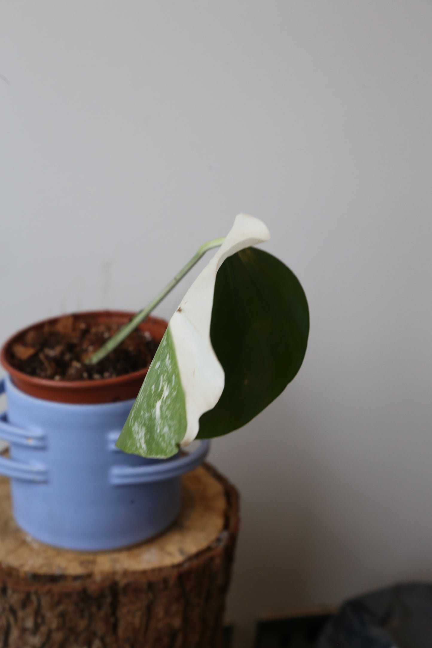 Rare! Monstera Variegated Half-Moon Potted MV-378