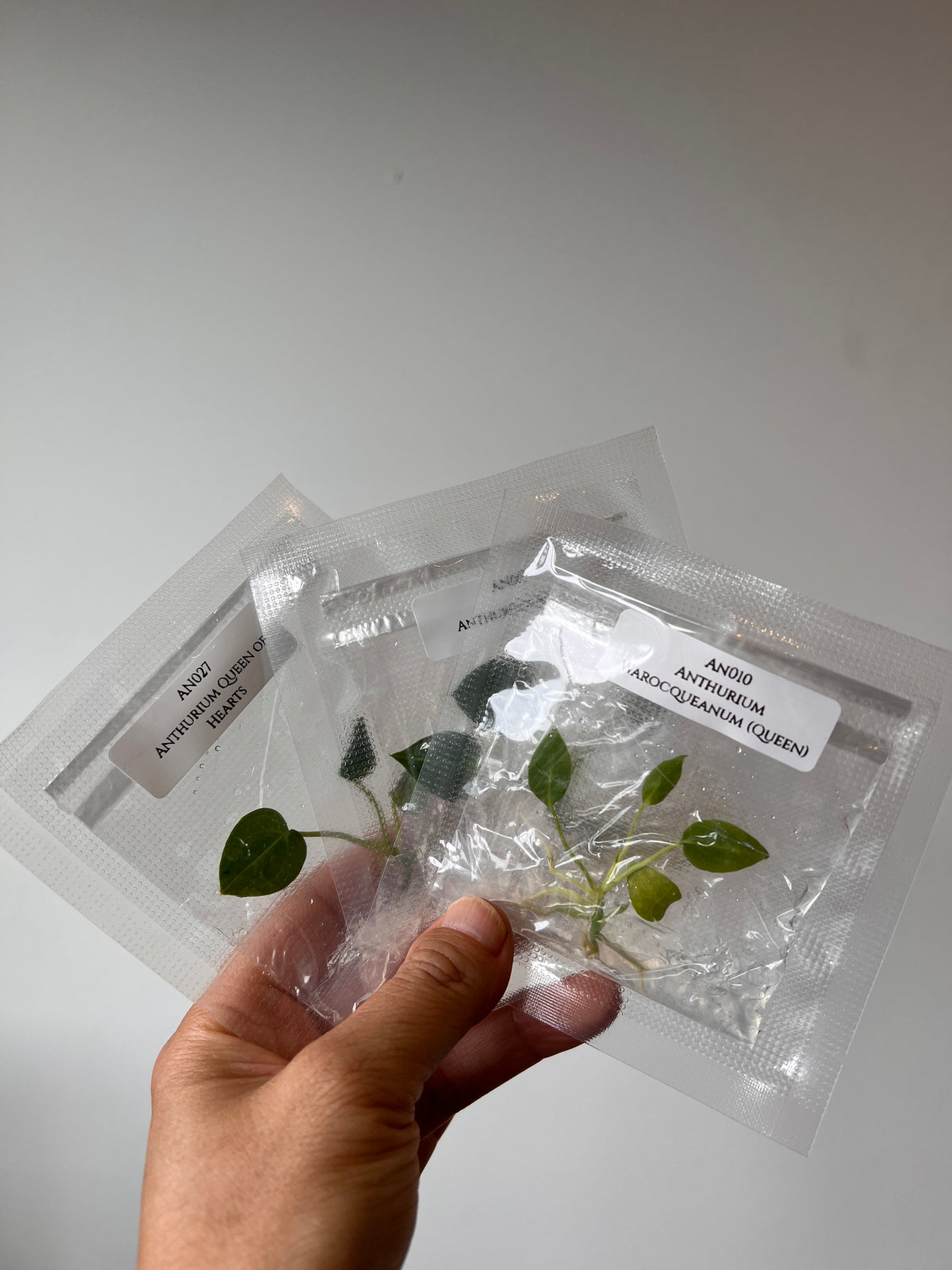 Nook - Your First Tissue Culture Set (3 Anthurium Plants)