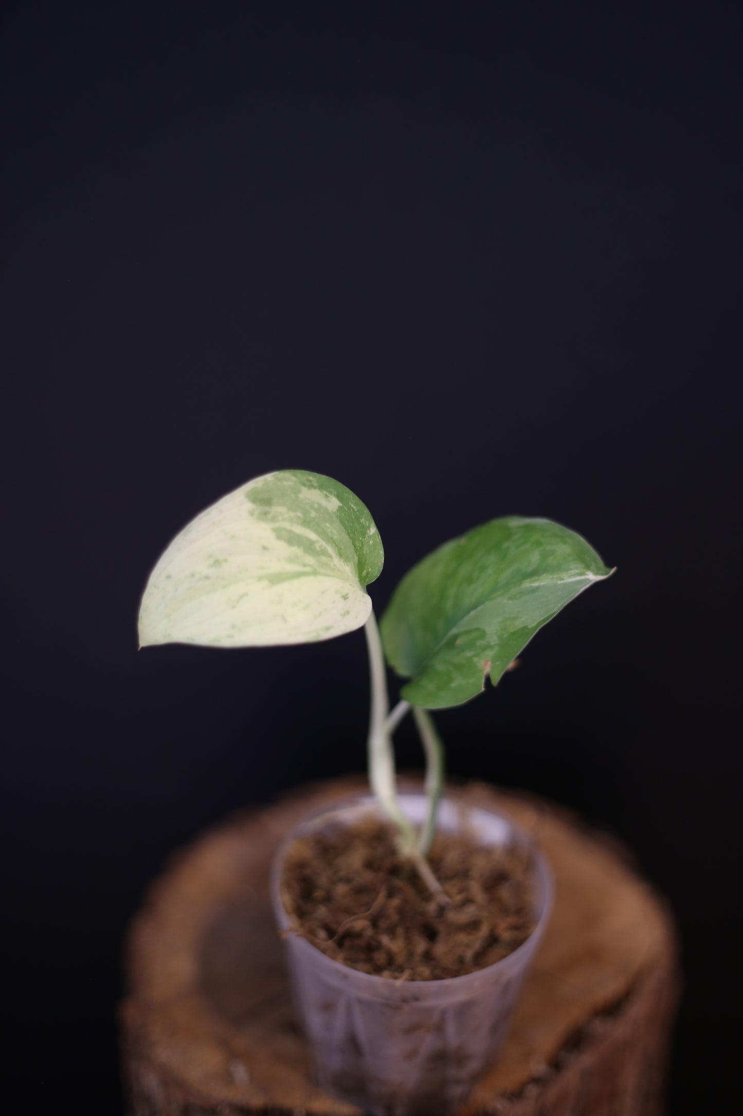 Scindapsus Salamountain Variegated mini potted