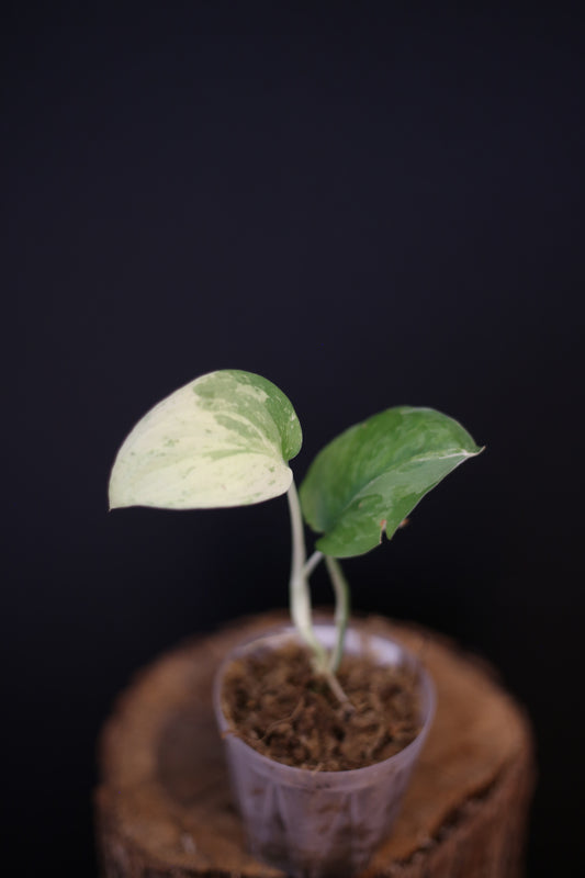 Scindapsus Salamountain Variegated mini potted