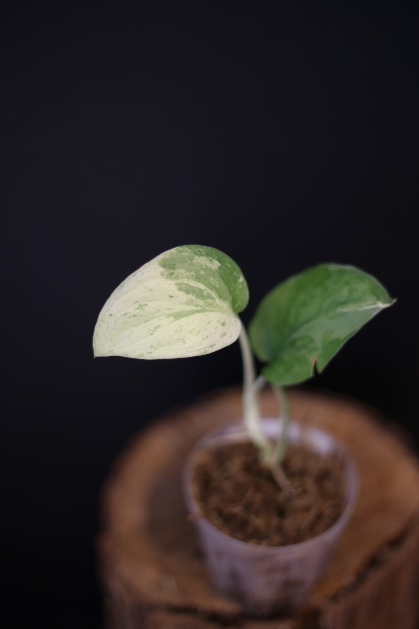 Scindapsus Salamountain Variegated mini potted