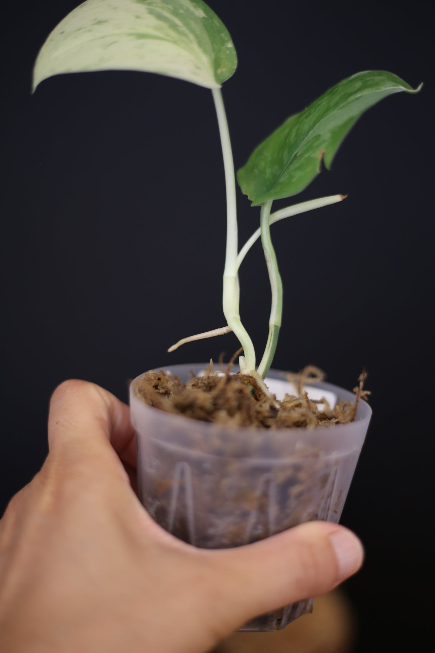 Scindapsus Salamountain Variegated mini potted