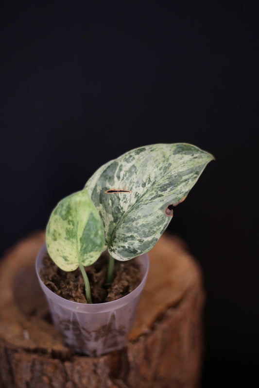 Second chance / Scindapsus Jade Satin Marble Queen mini potted / 50%OFF