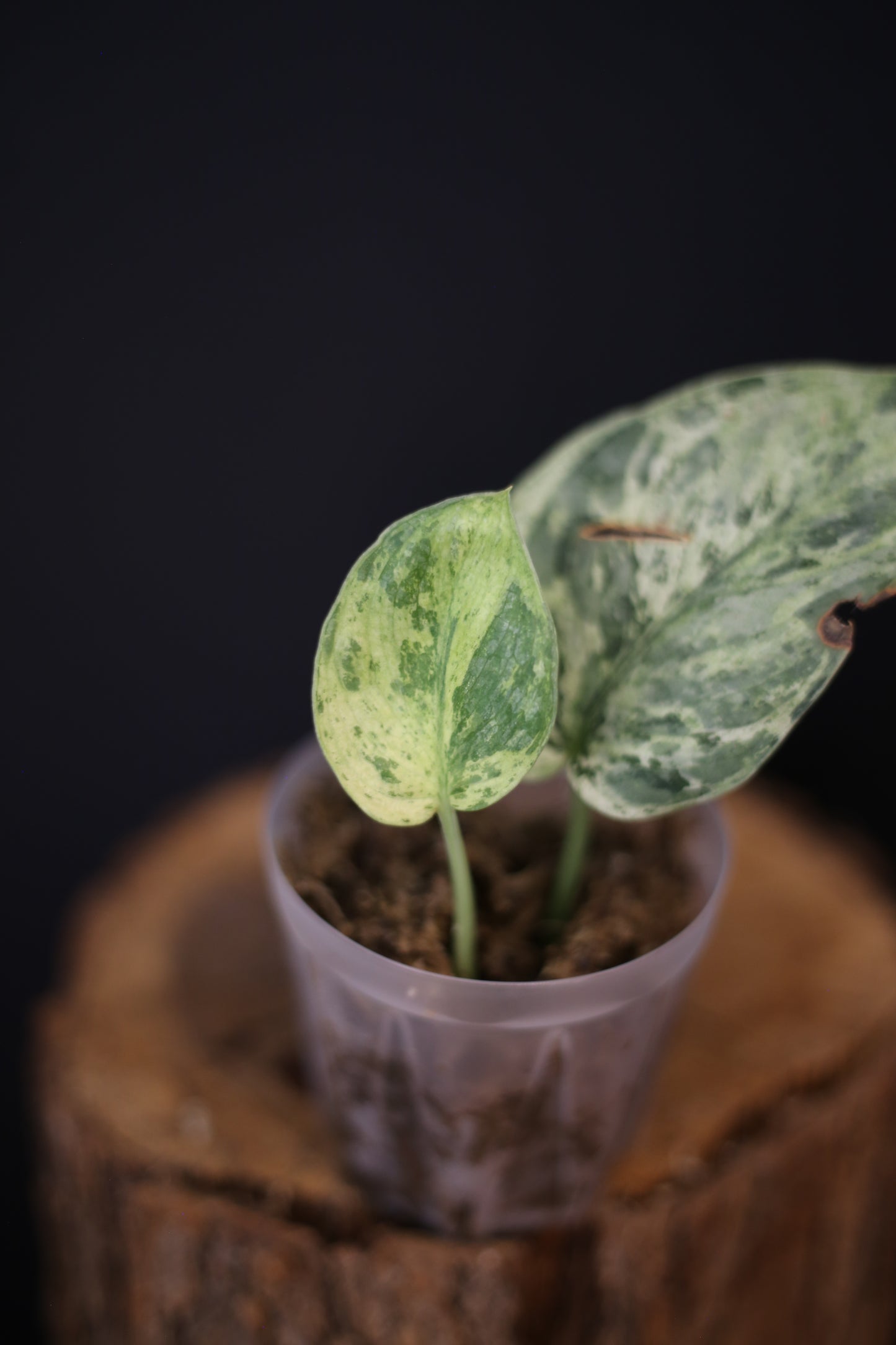 Scindapsus Jade Satin Marble Queen mini potted / Second chance