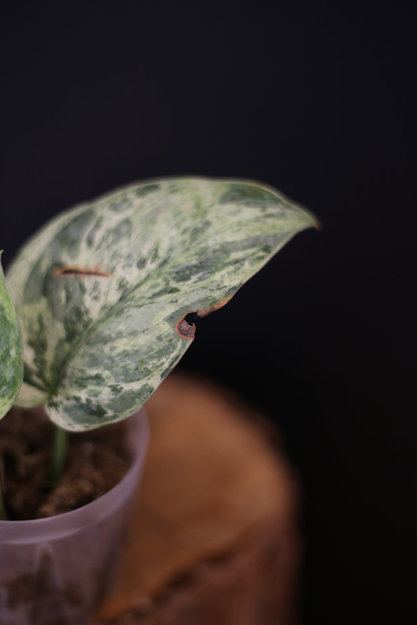 Scindapsus Jade Satin Marble Queen mini potted / Second chance
