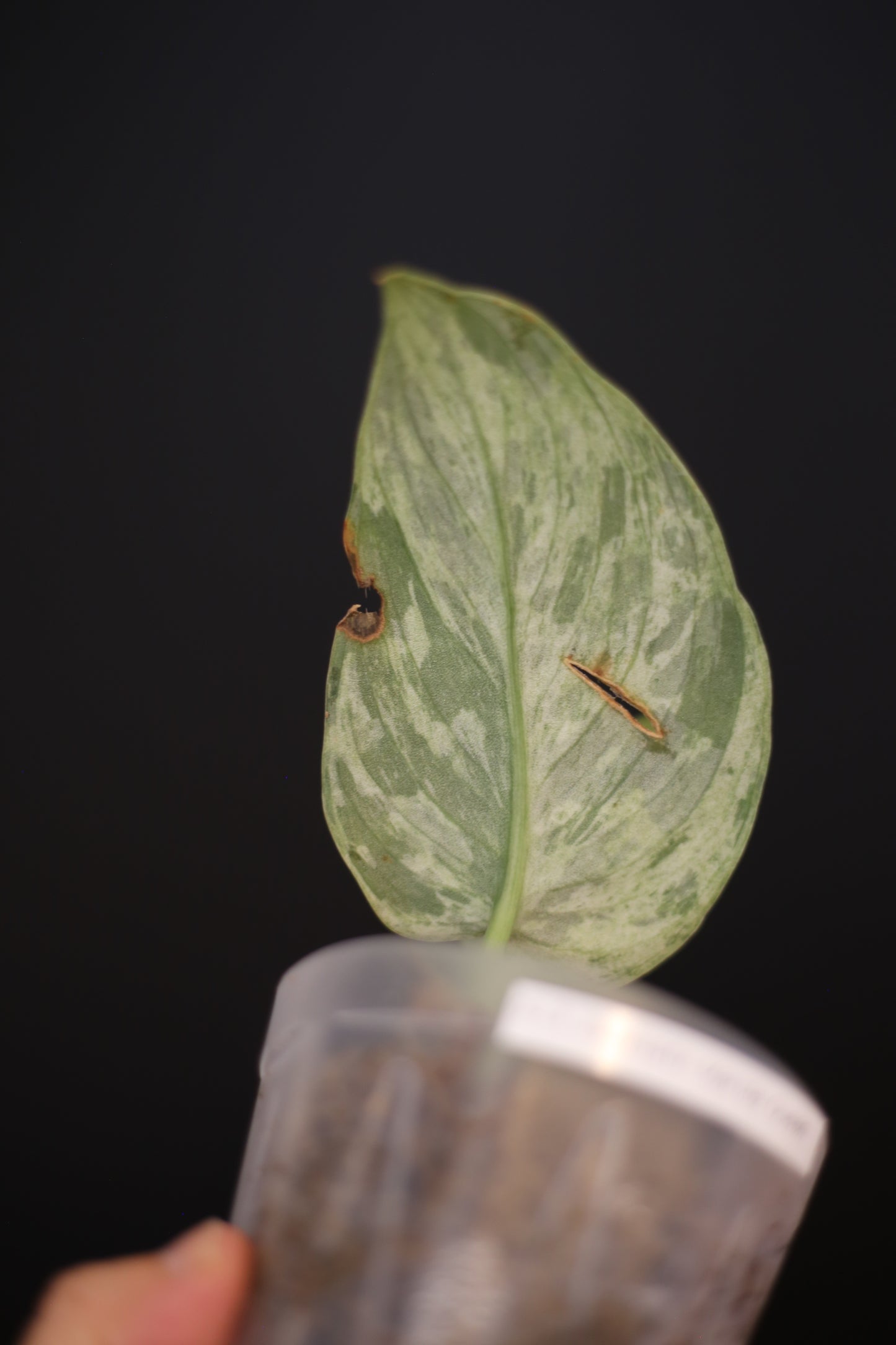Scindapsus Jade Satin Marble Queen mini potted / Second chance