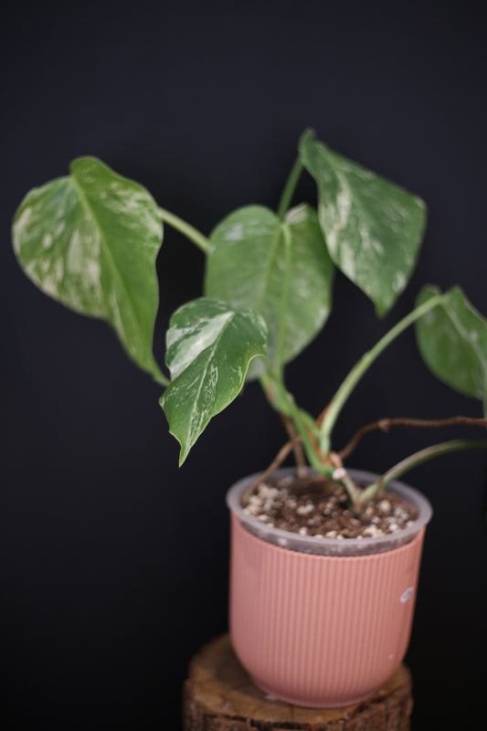 Growing - Monstera Deliciosa Albo Variegata - Speckled Variegation - 3 Leaves - Rooted Established Plant UK