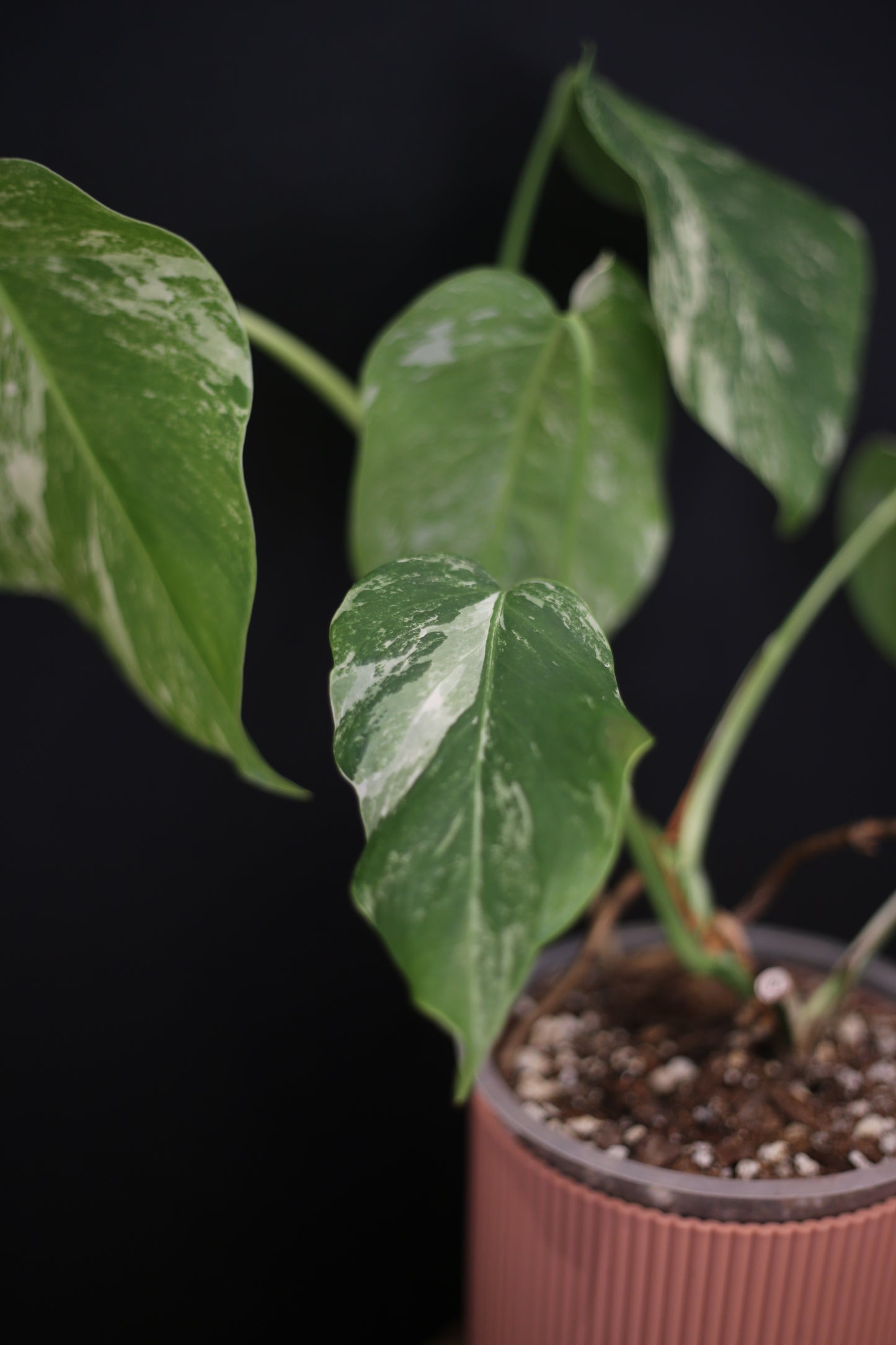 Growing - Monstera Deliciosa Albo Variegata - Speckled Variegation - 3 Leaves - Rooted Established Plant UK