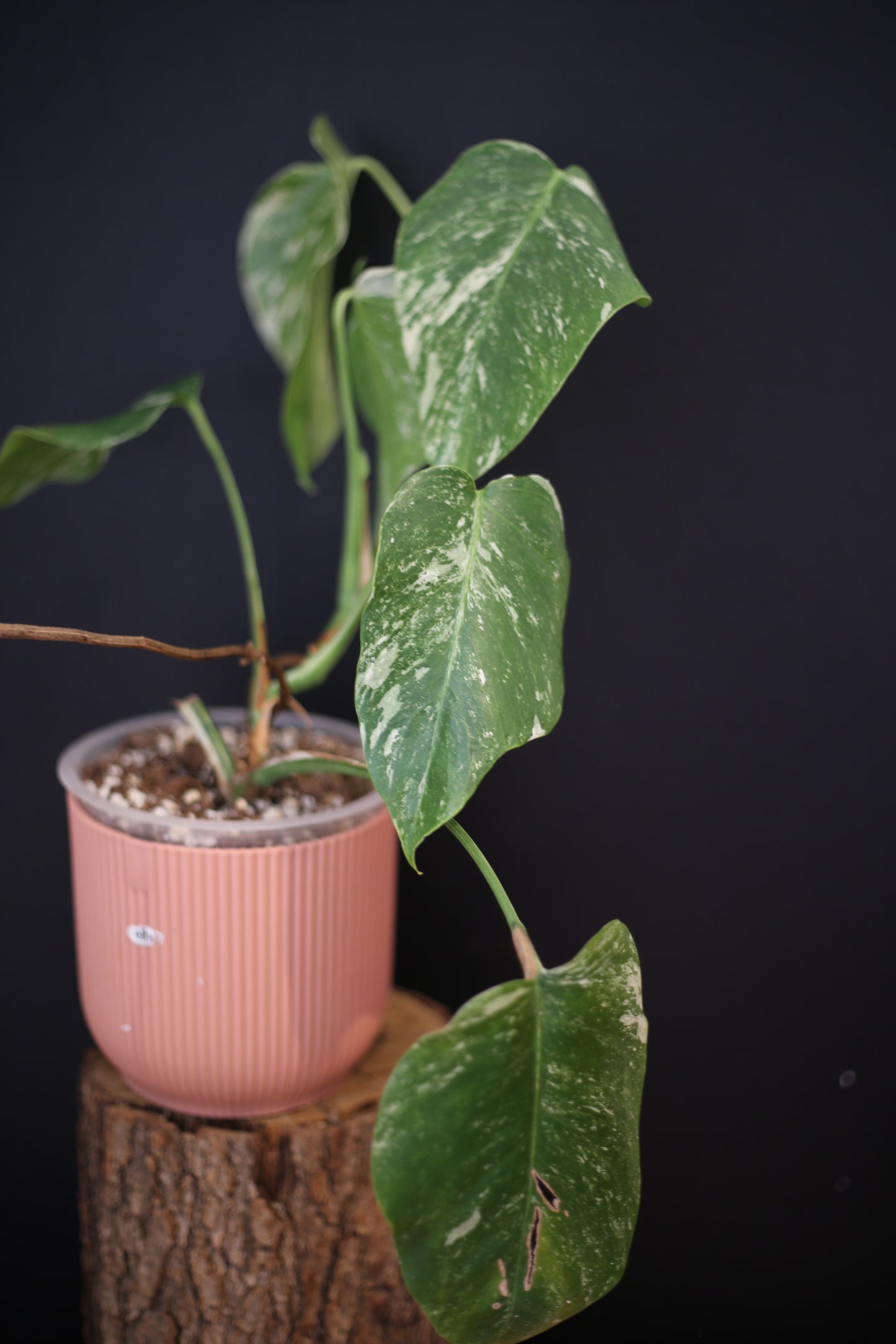 Growing - Monstera Deliciosa Albo Variegata - Speckled Variegation - 3 Leaves - Rooted Established Plant UK